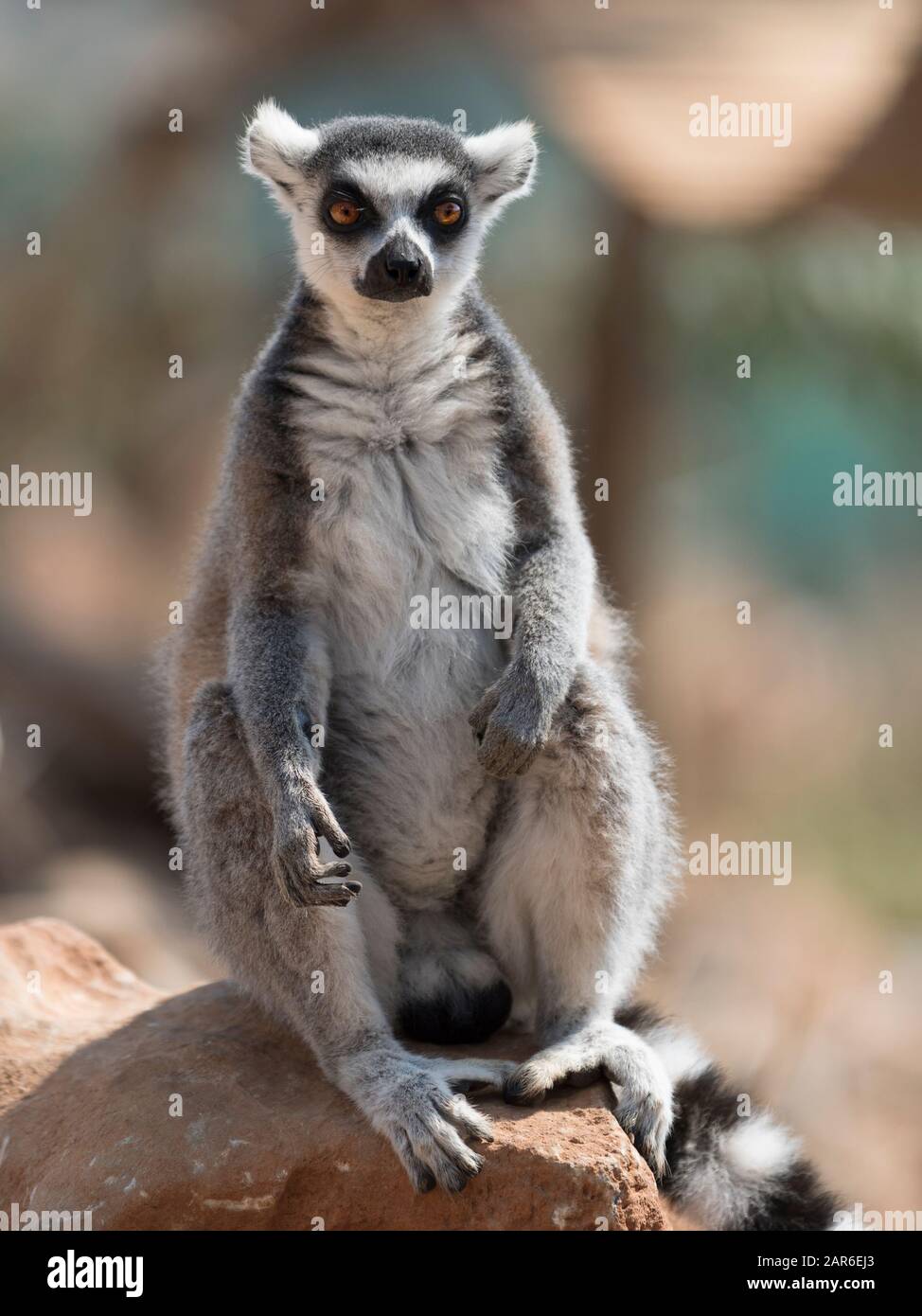 Der Ringschwanzlemur von Madagaskar Stockfoto