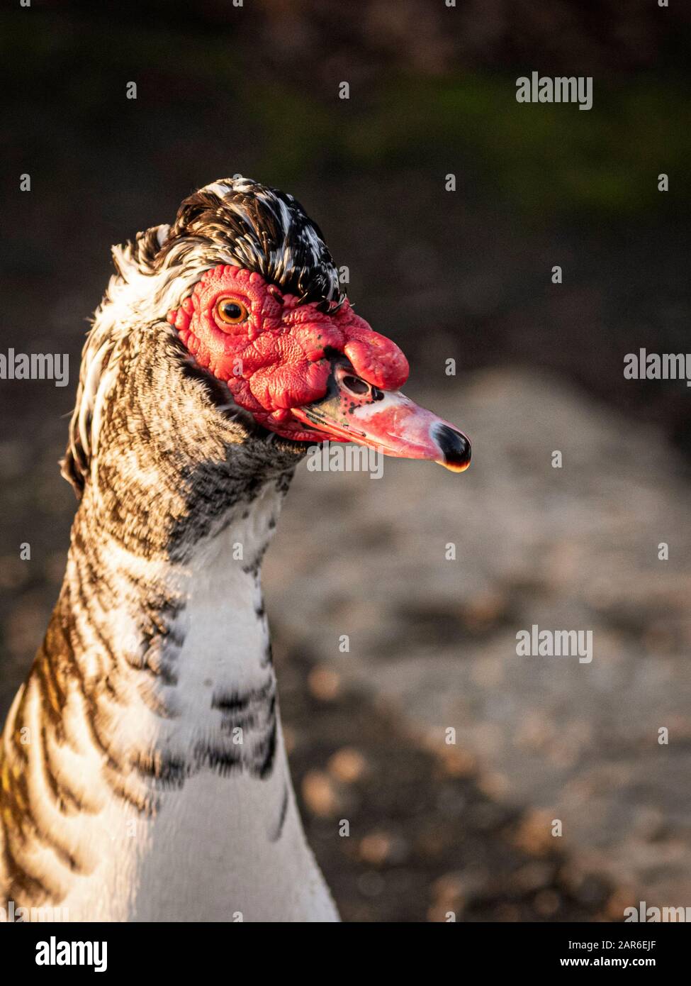 Die Moskauer Ente (Cairina moschata) Stockfoto