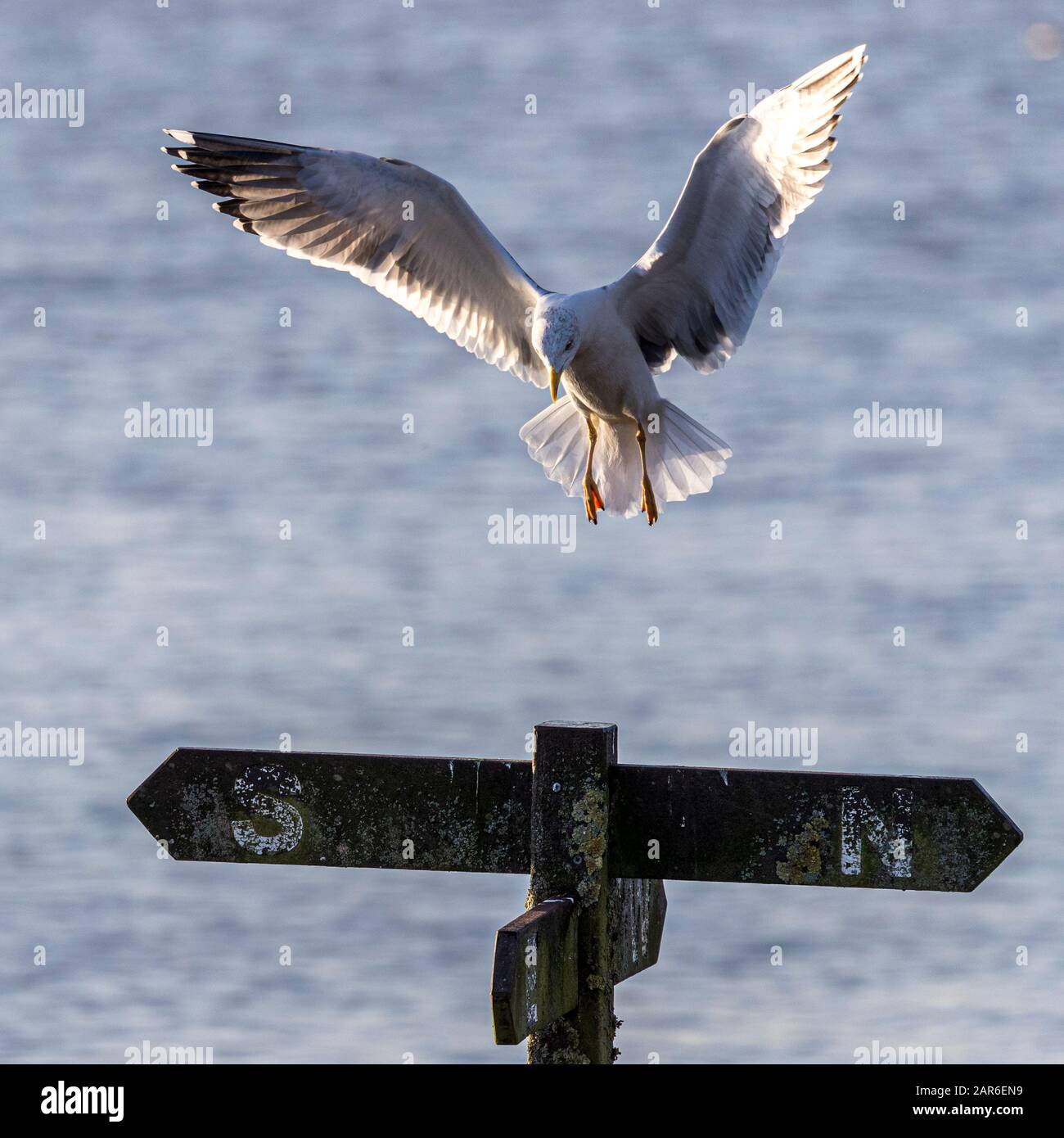 Die Gemeine Möwe (Larus canus) nähert sich einem Barchierpunkt Stockfoto