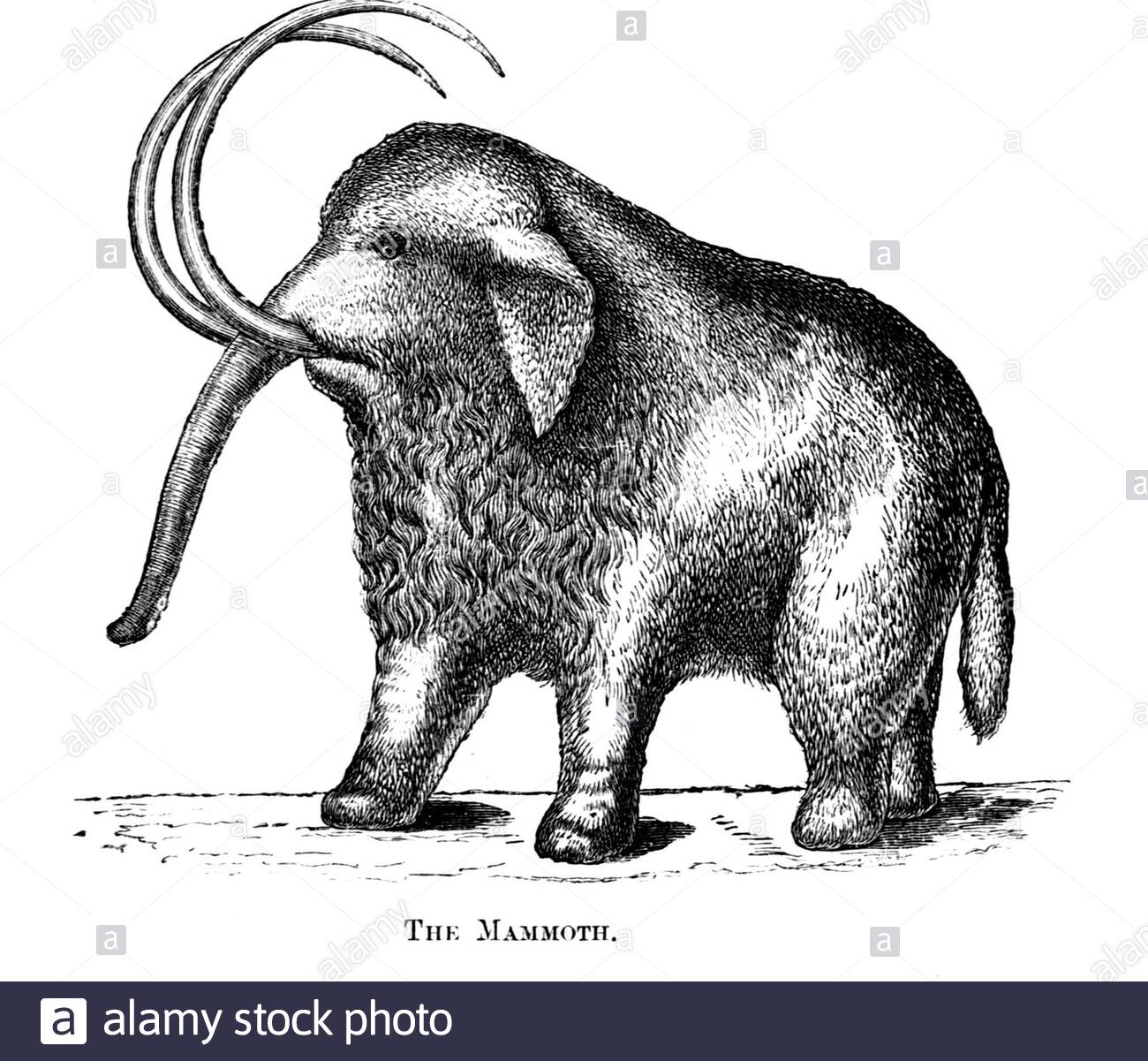 Mammut, Vintage-Illustration aus dem Jahr 1886 Stockfoto
