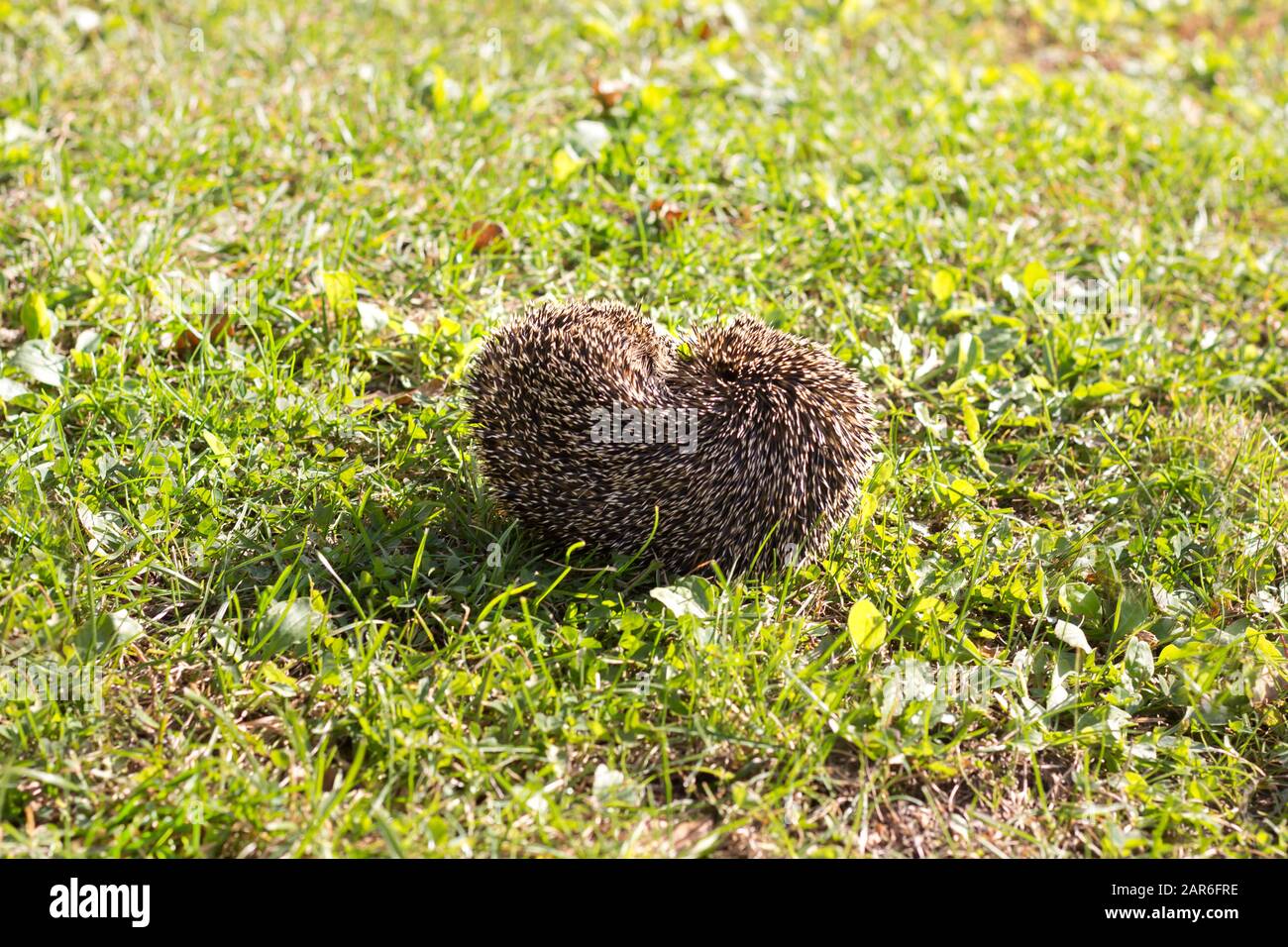 Der oben gewellte Igel liegt auf einem grünen Rasen. Stockfoto