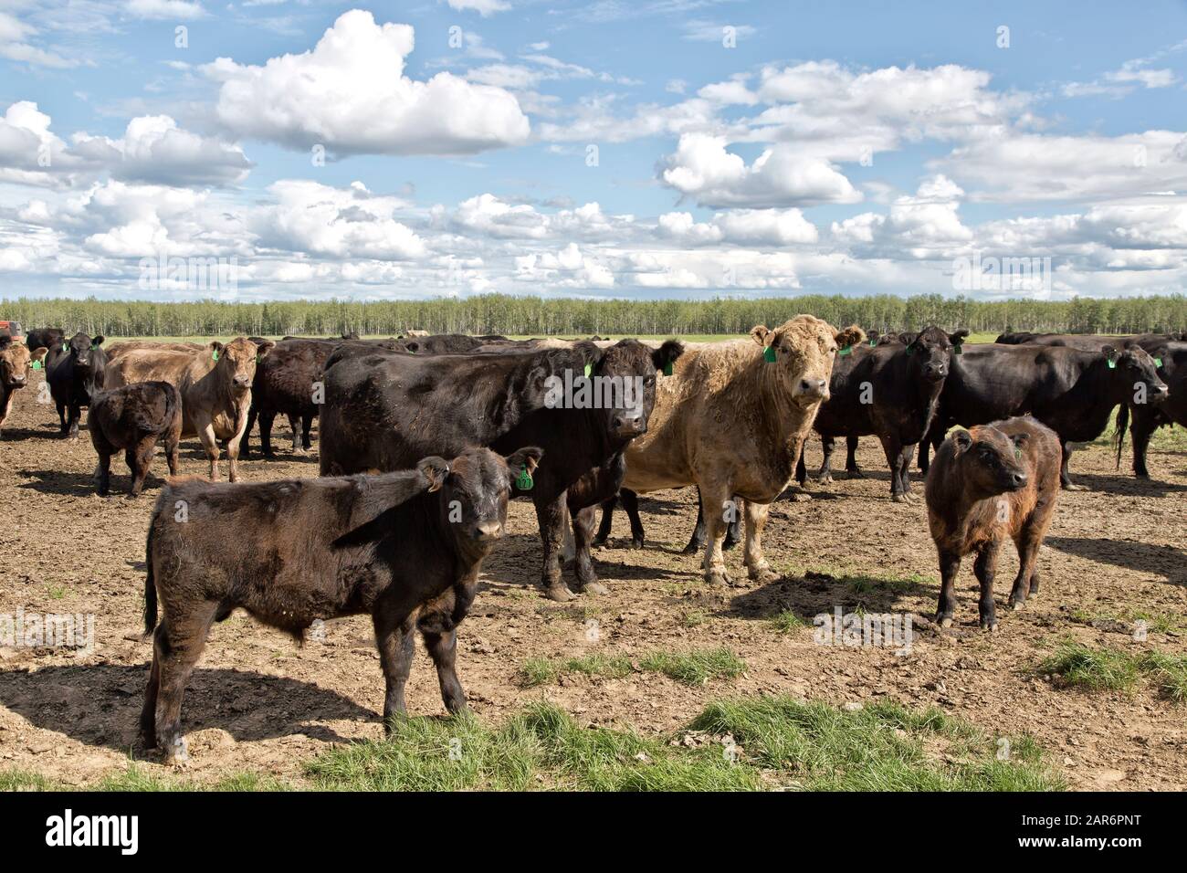 Galloway Black Angus X Rind Cattle Free Range "Bos taurus", Delta Junction, Alaska. Stockfoto