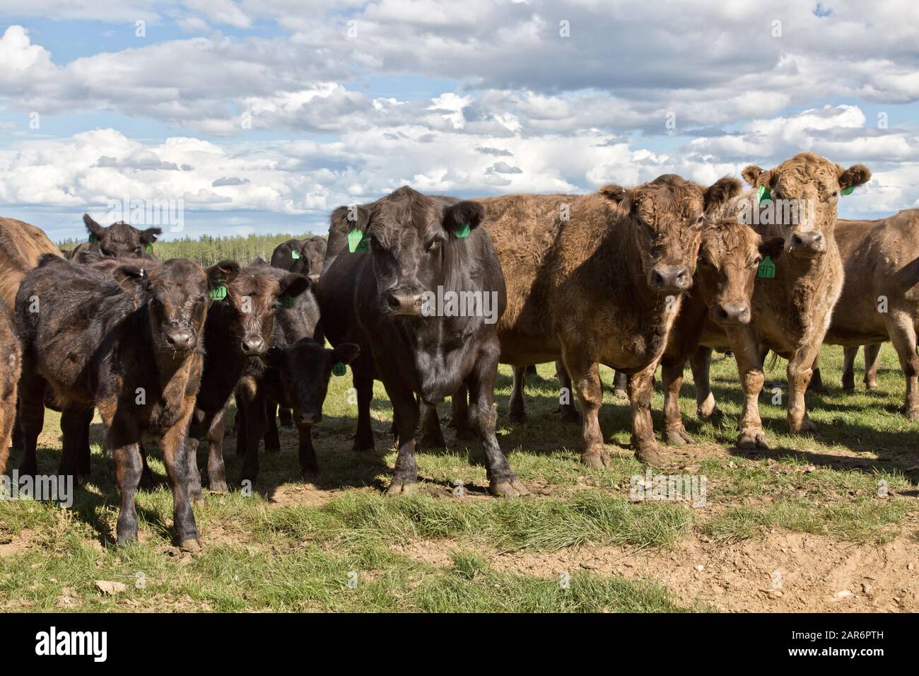 Galloway Black Angus X Rinderherde, freie Strecke "Bos taurus", Delta Junction, Alaska. Stockfoto