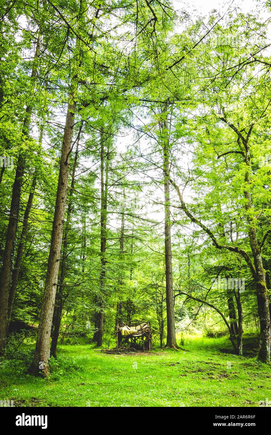 Eine kleine Holzhütte inmitten eines hohen Baumwaldes Stockfoto