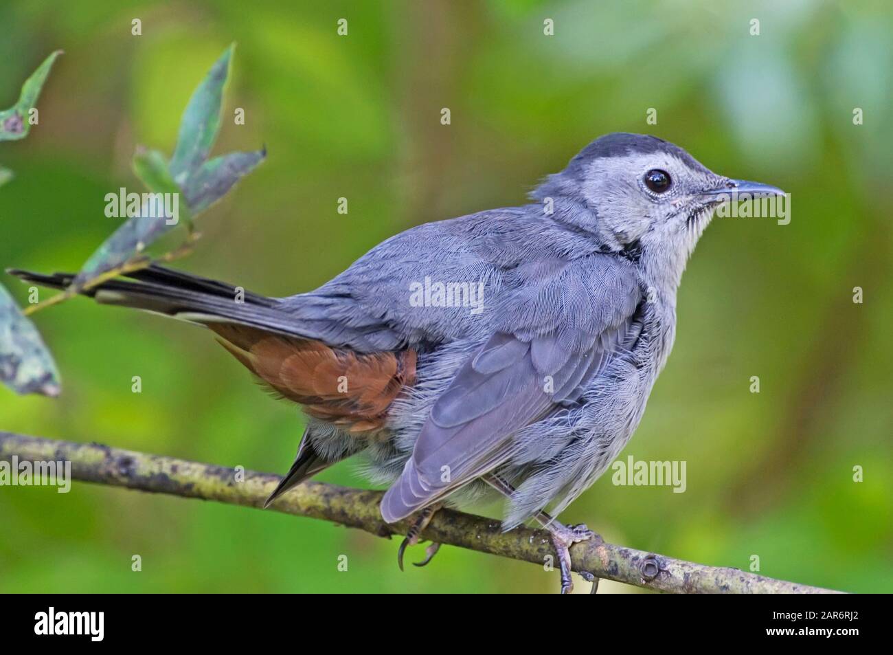 Graues catbird Stockfoto