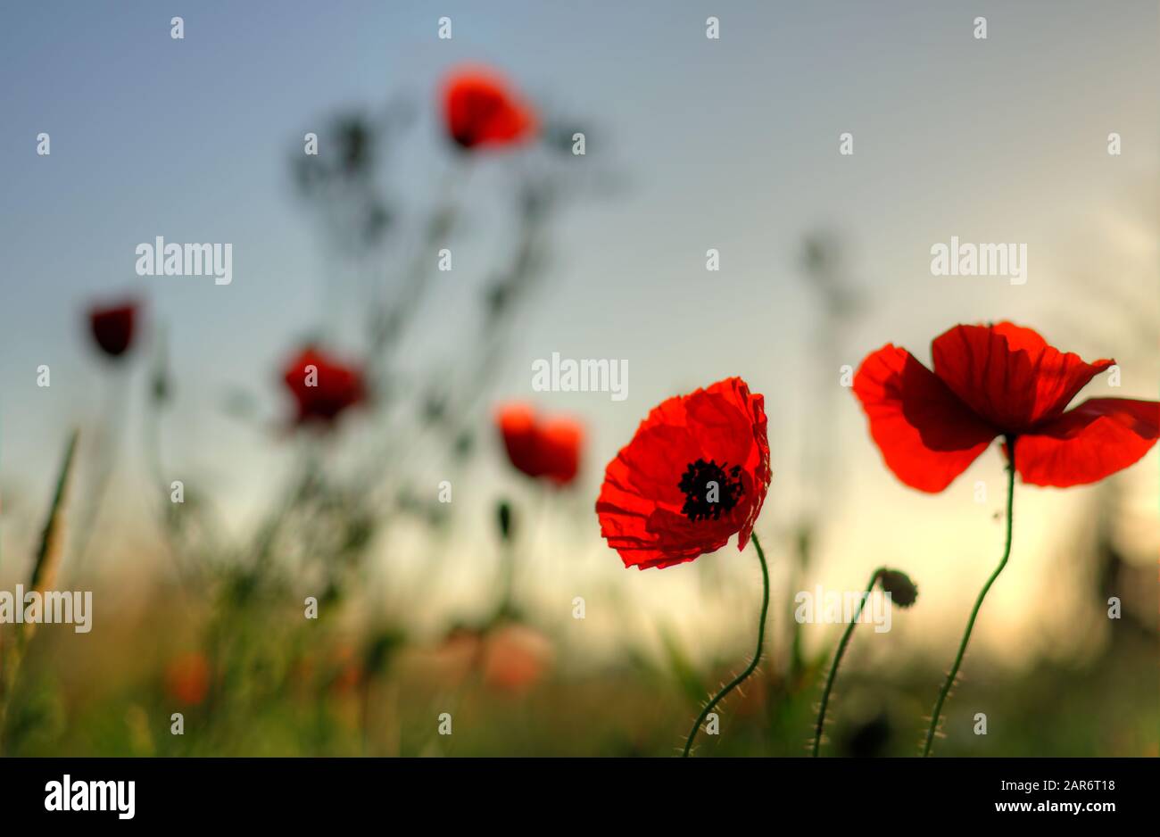 Bad Mohn Feld goldene Stunde Stockfoto