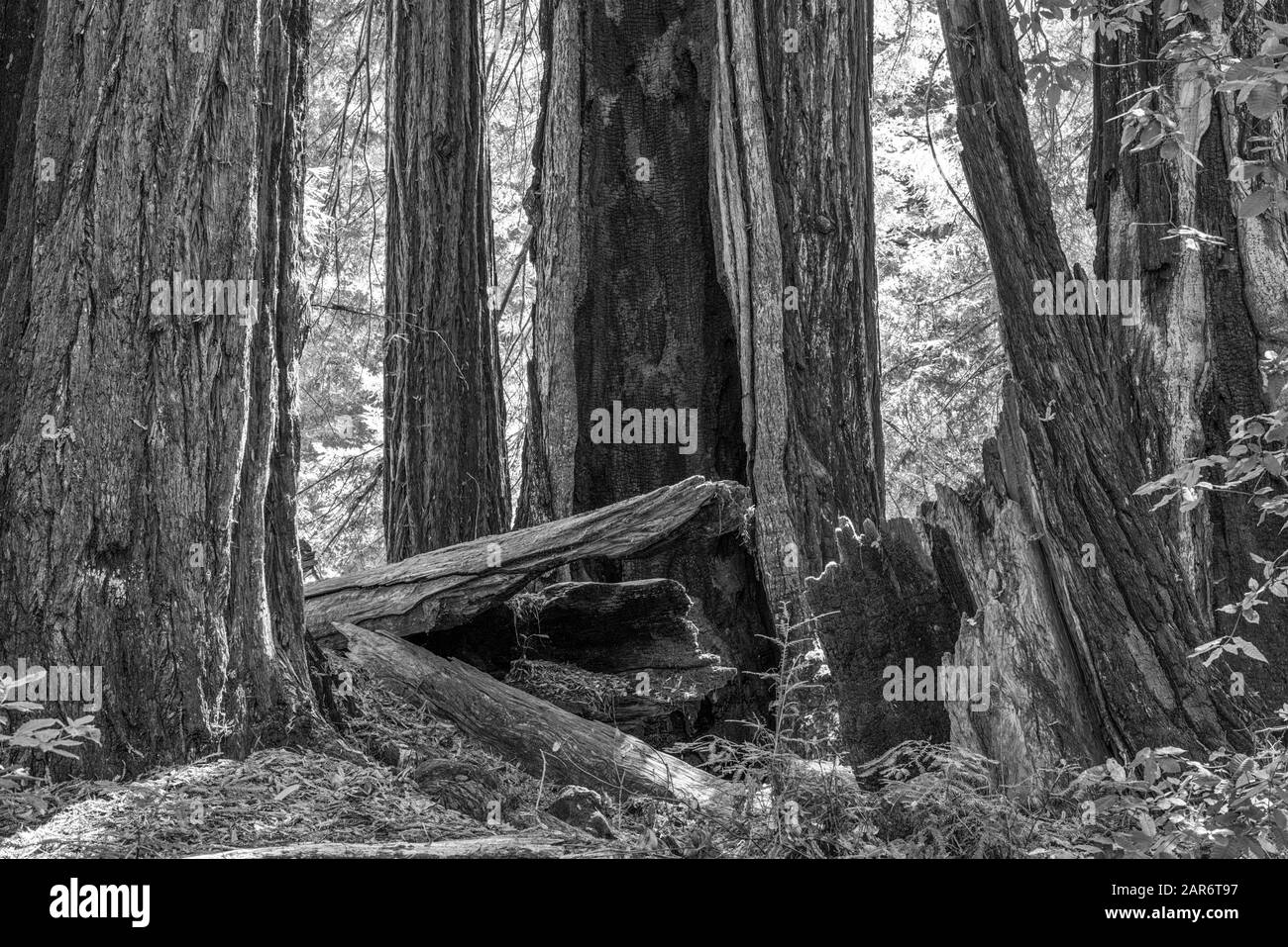 Big Basin Redwoods State Park. Santa Cruz County, Kalifornien, USA. Stockfoto