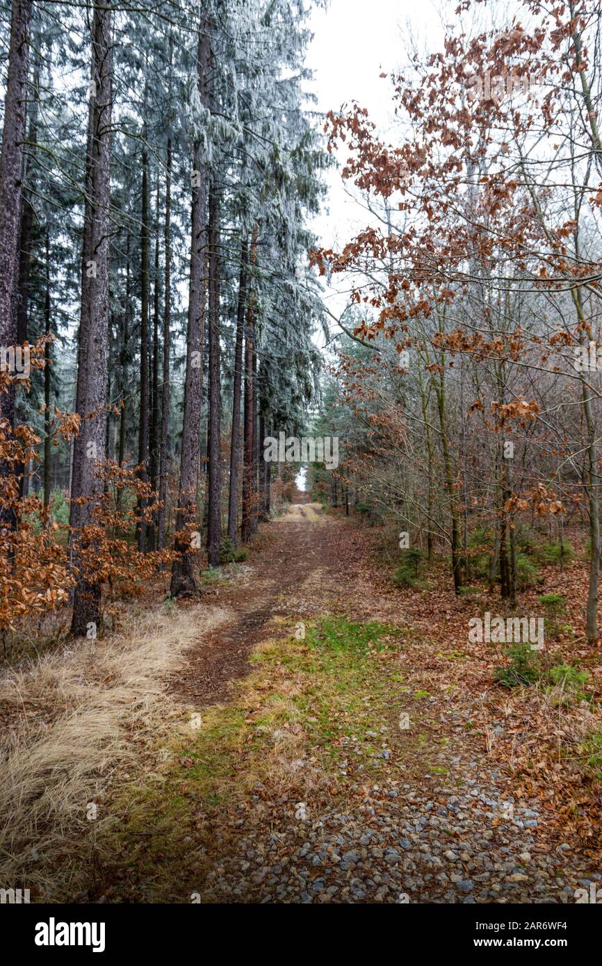 Gefrorener Wald im südböhmischen Raum. Nationalpark Sumava. Tschechische Republik. Stockfoto