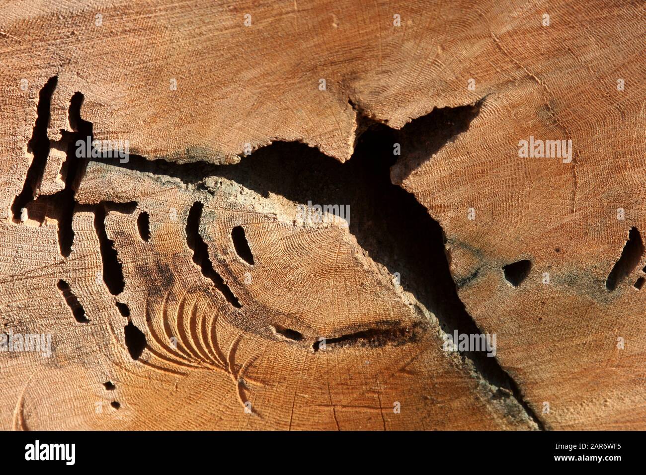 Nahansicht des Querschnitts eines Baumstamms Stockfoto