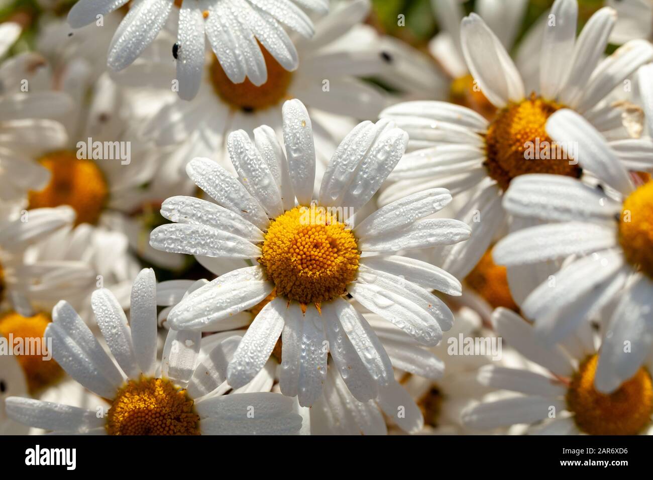 Große Gänseblümchenblumengruppe mit morgendlichen Tauplaumtropfen. Naturhintergrund im Frühjahr Stockfoto
