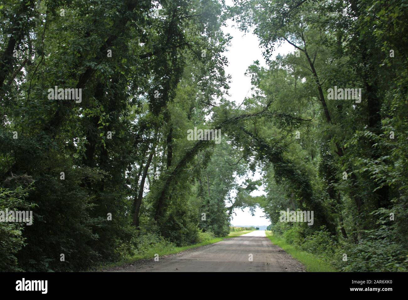 Bäume, die einen natürlichen Tunnel über einer Landstraße in Virginia, USA, erstellen Stockfoto