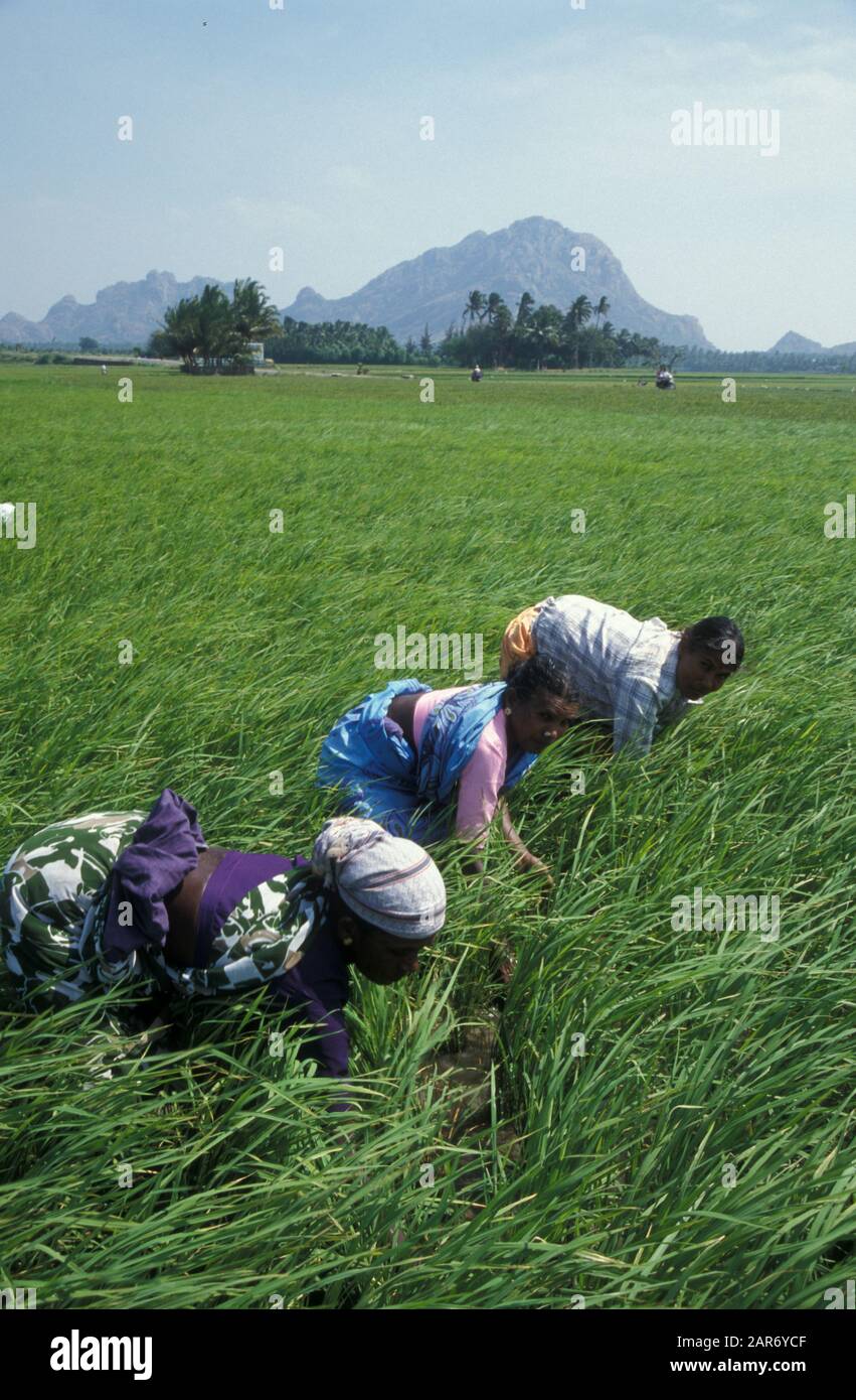 Indien Bauernszene, Tamil Nadu Erntet Reis Stockfoto