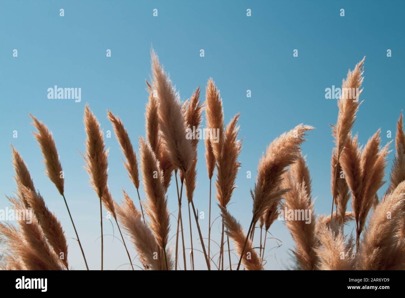 Reed vor dem blauen Himmel, Copy-Paste, Nahaufnahme, Hintergrund. Stockfoto