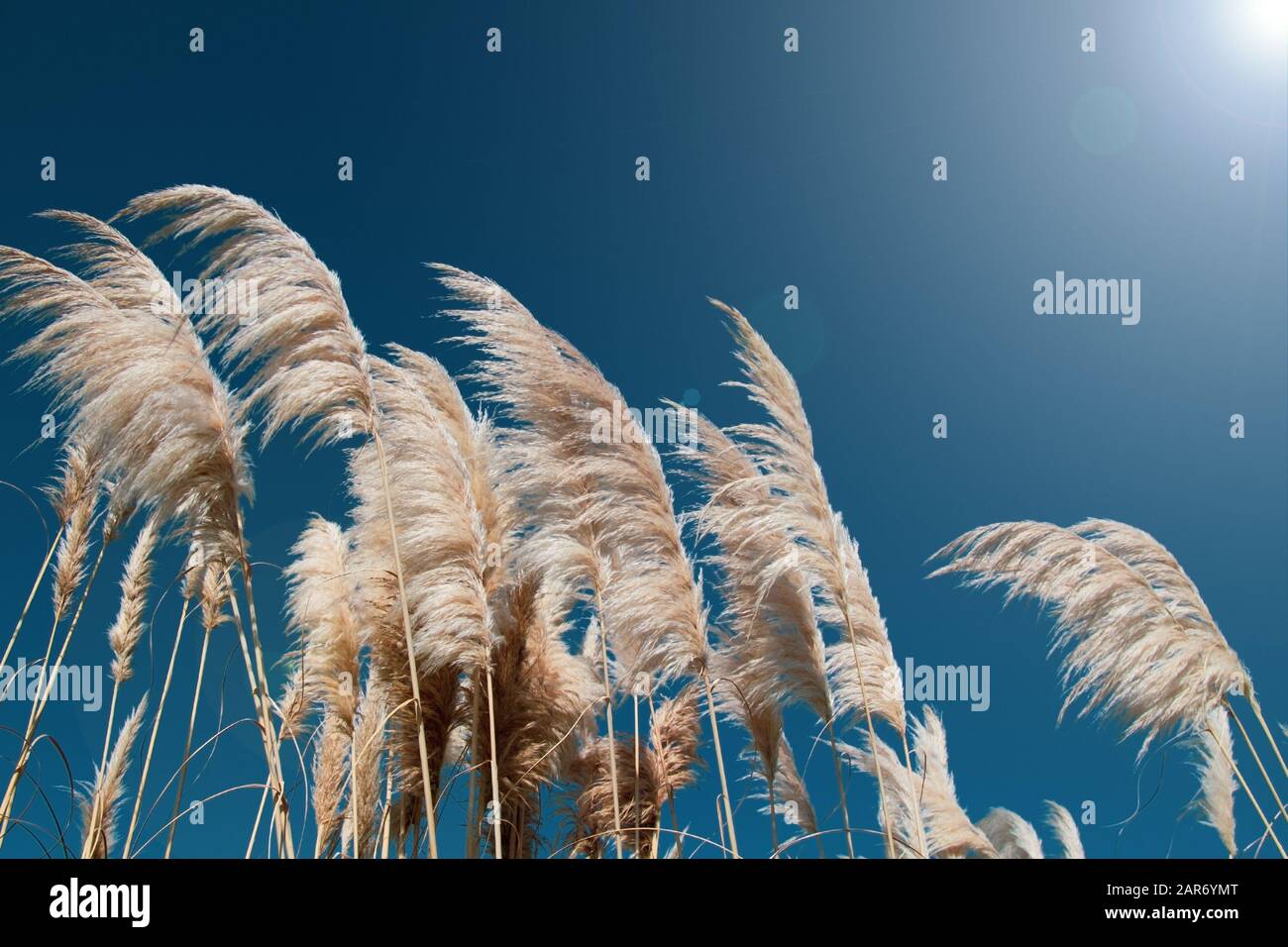 Reed vor dem blauen Himmel, Hintergrund, Nahaufnahme, horizontal, Sonnenstrahl. Stockfoto