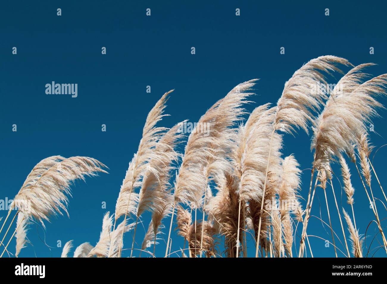 Reed vor dem blauen Himmel, Hintergrund, Nahaufnahme. Stockfoto