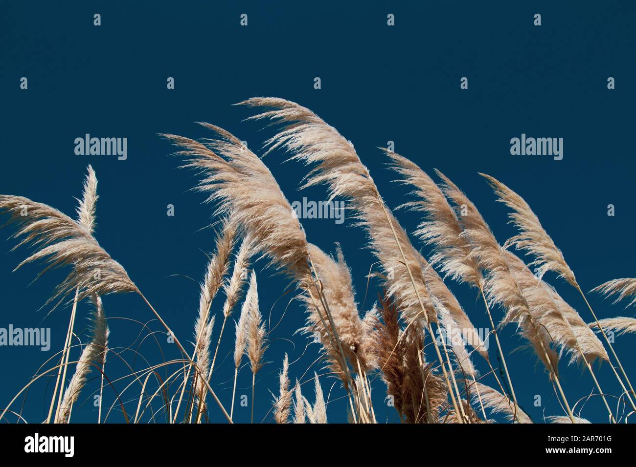 Reed vor dem blauen Himmel, Hintergrund, Nahaufnahme, horizontale Ausrichtung. Stockfoto