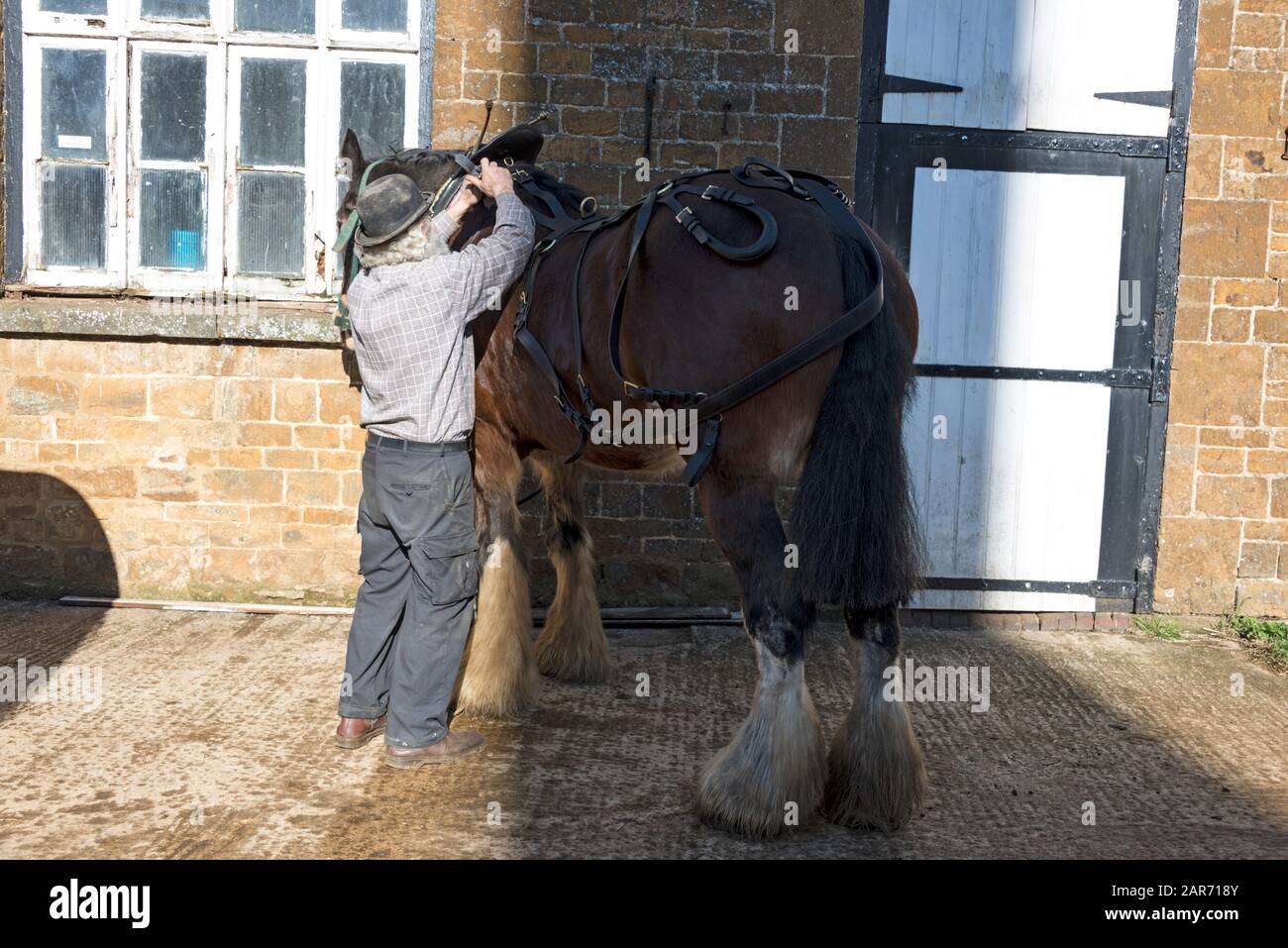 Drayman, Roger Hughes, fügt den Tragegurt zu einem der beiden Shire Pferde in der 1849 gegründeten Hooks Norton Brewery im Dorf Hook hinzu Stockfoto