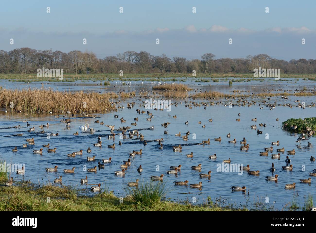 Wigeon (Anas penelope) scharen sich und andere Wildvögel auf überschwemmtem Weideland, Catcott Lows National Nature Reserve, Somerset Levels, Großbritannien. Stockfoto