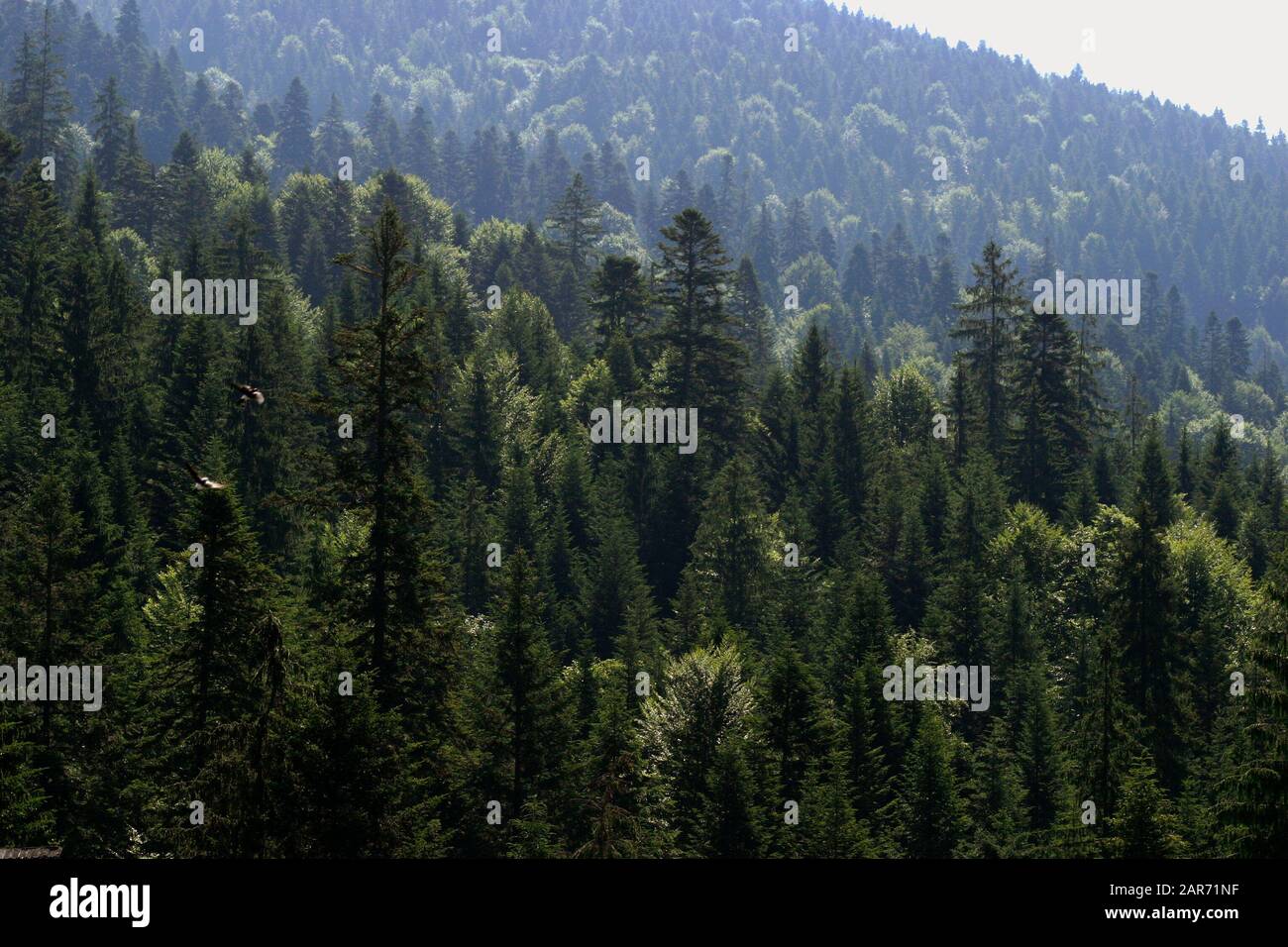 Kiefernwälder, die das Karpatengebirge in Rumänien bedecken Stockfoto