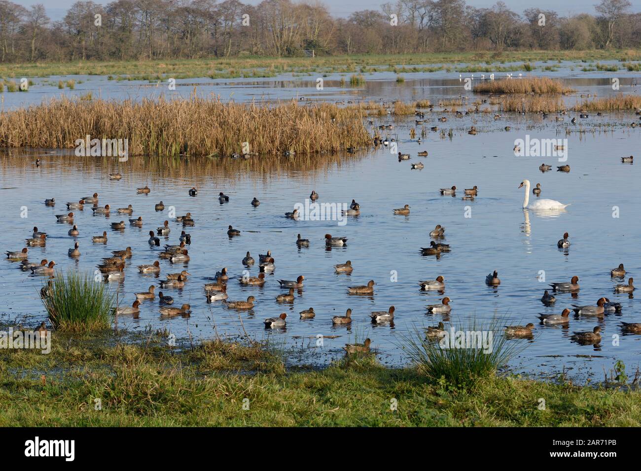 Wigeon (Anas penelope) Flock, Mute Swan (Cygnus olor) und andere Wildvögel auf überschwemmtem Weideland, Catcott Tiews National Nature Reserve, Somerset, Großbritannien. Stockfoto