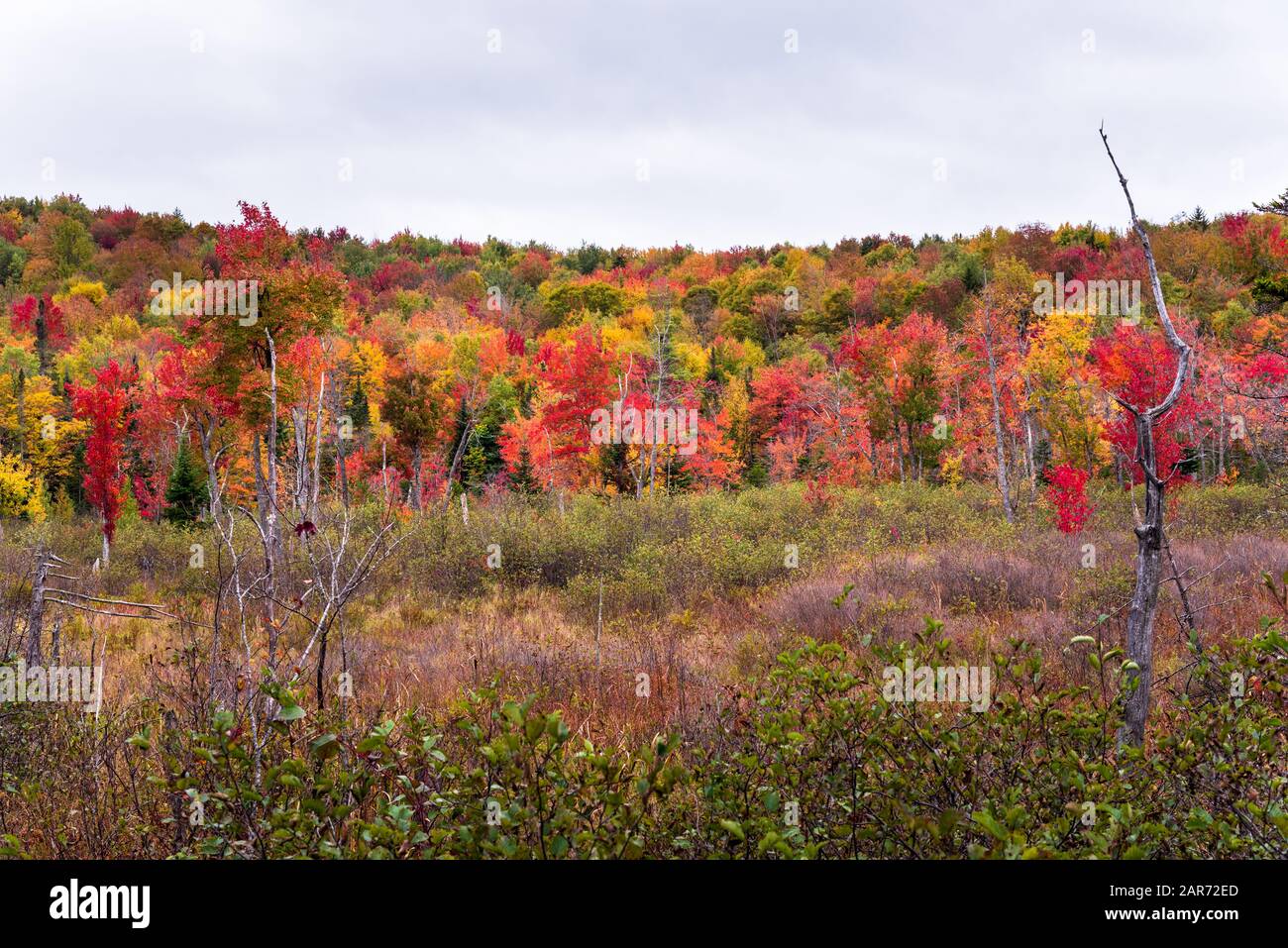 Hügel bedeckt von bunten Bäumen während der Herbst-Farbsaison an einem bewölkten Tag Stockfoto