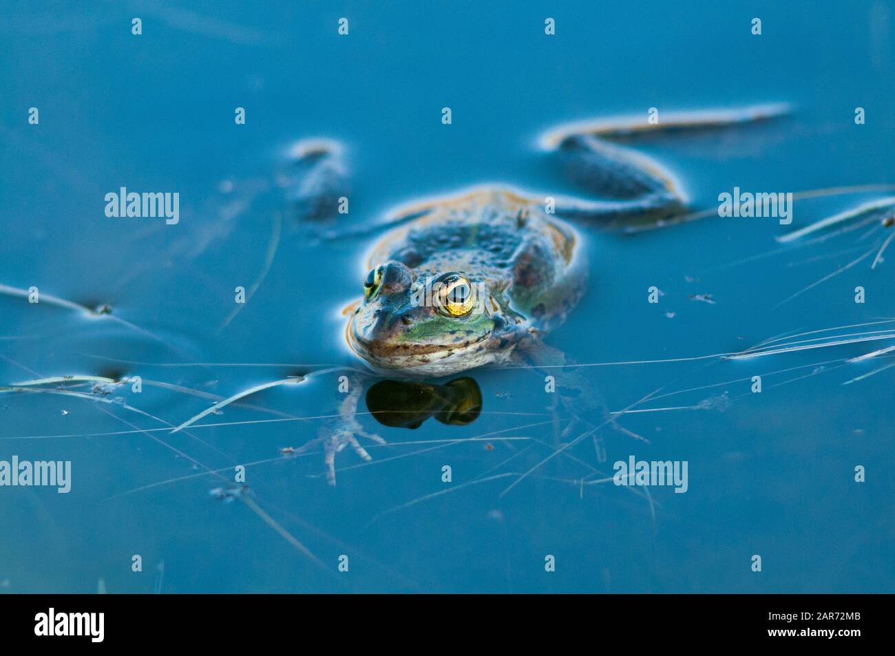 Iberischer Wasserfrosch, der auf einem Bergteich schwimmt Stockfoto