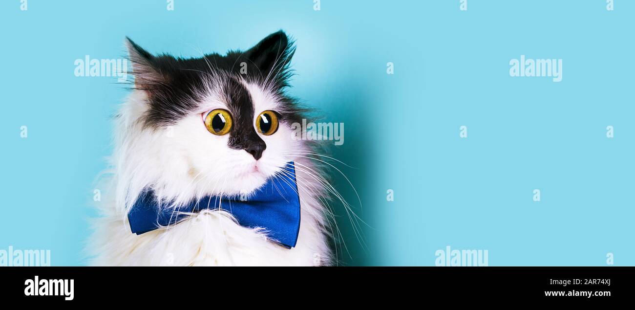 Überraschte lustige Katze mit großen Augen und einem Bowtie über blauem Hintergrund, Panorama-Mock-up mit Platz für Text Stockfoto