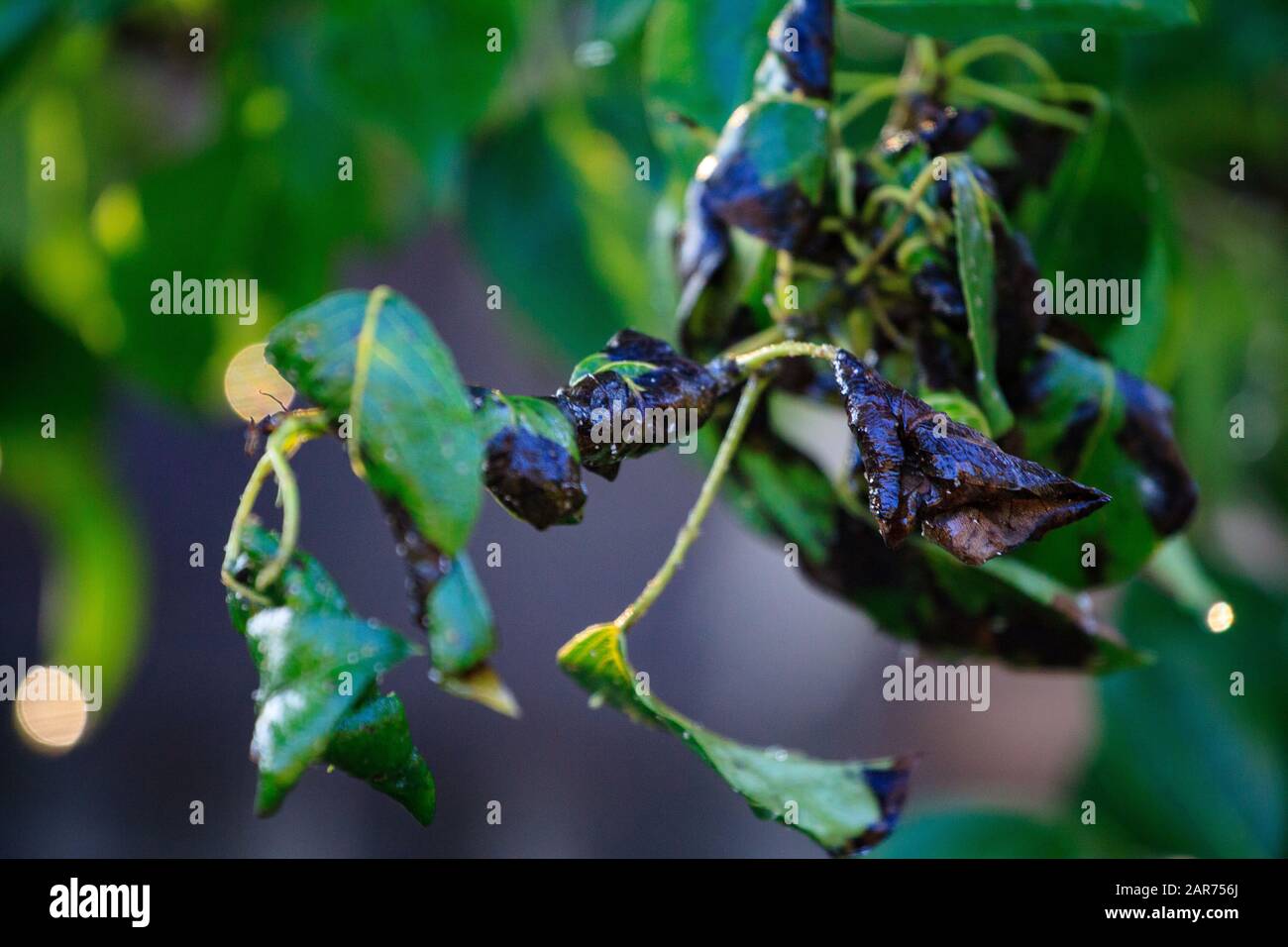 Grünes Blatt einer Birnnaht mit Schäden durch Geschwüre von Krankheiten und Pilzen der braunen Flecken von Scab-Monniliose. Gartenprobleme. Pilz- und Viruserkrankungen von Pflanzen. Stockfoto