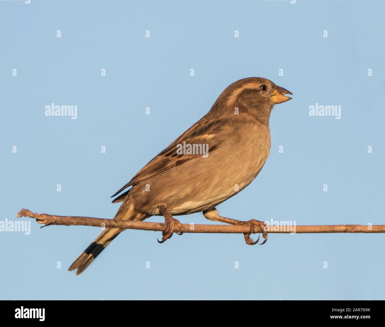 Haus Sparrow, Passer Domestcus, Wildvogel in einem britischen Garten Stockfoto