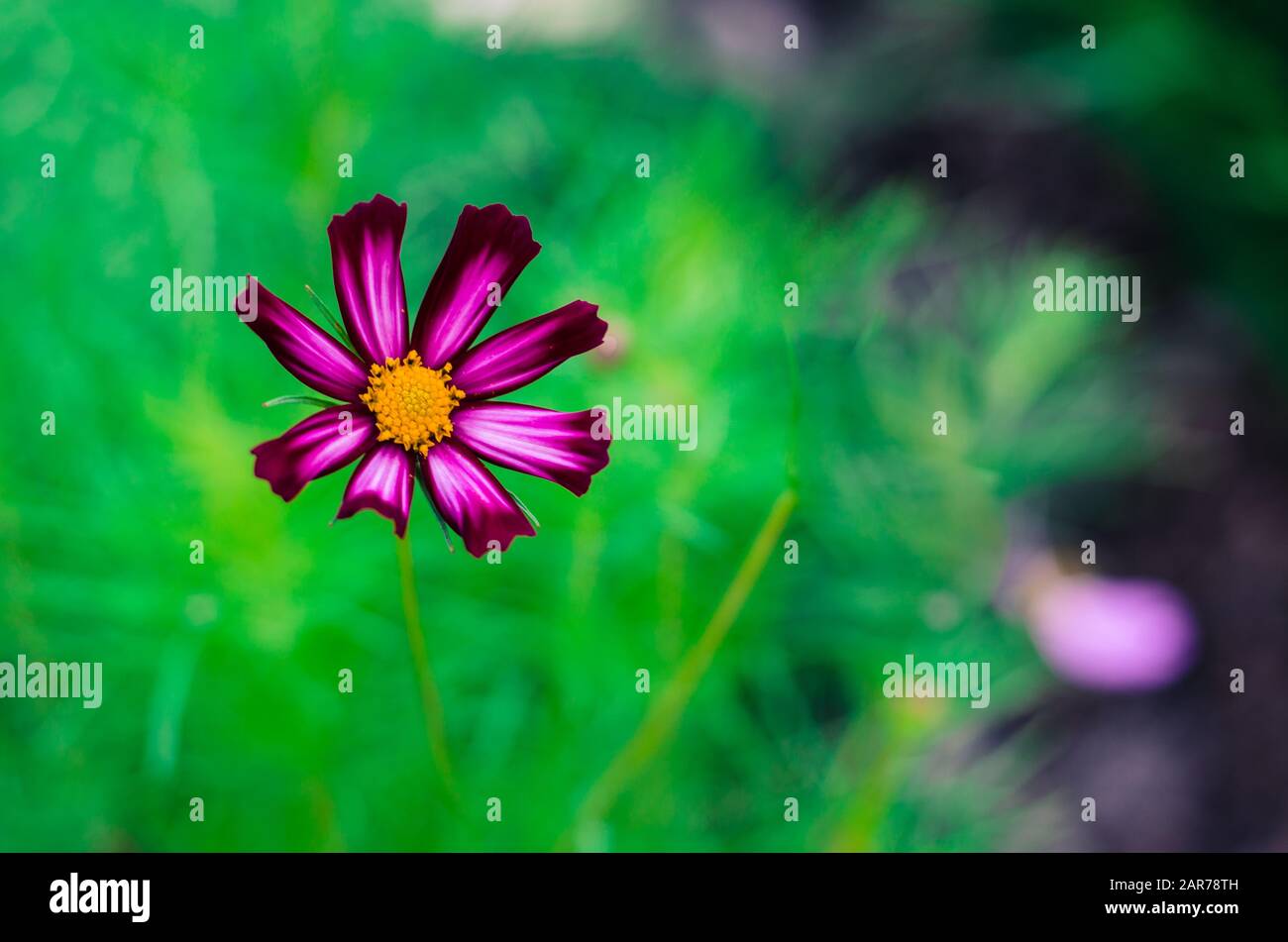 Detail der schönen rosafarbenen Kosmos-Blume auf grünem Hintergrund Stockfoto