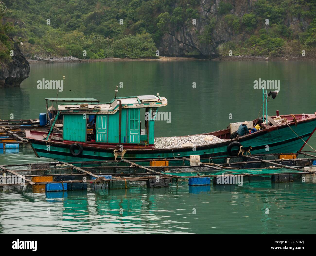 Traditionelles vietnamesisches Fischerboot mit Fisch in der Fischfarm LAN ha Bay, Vietnam, Asien Stockfoto