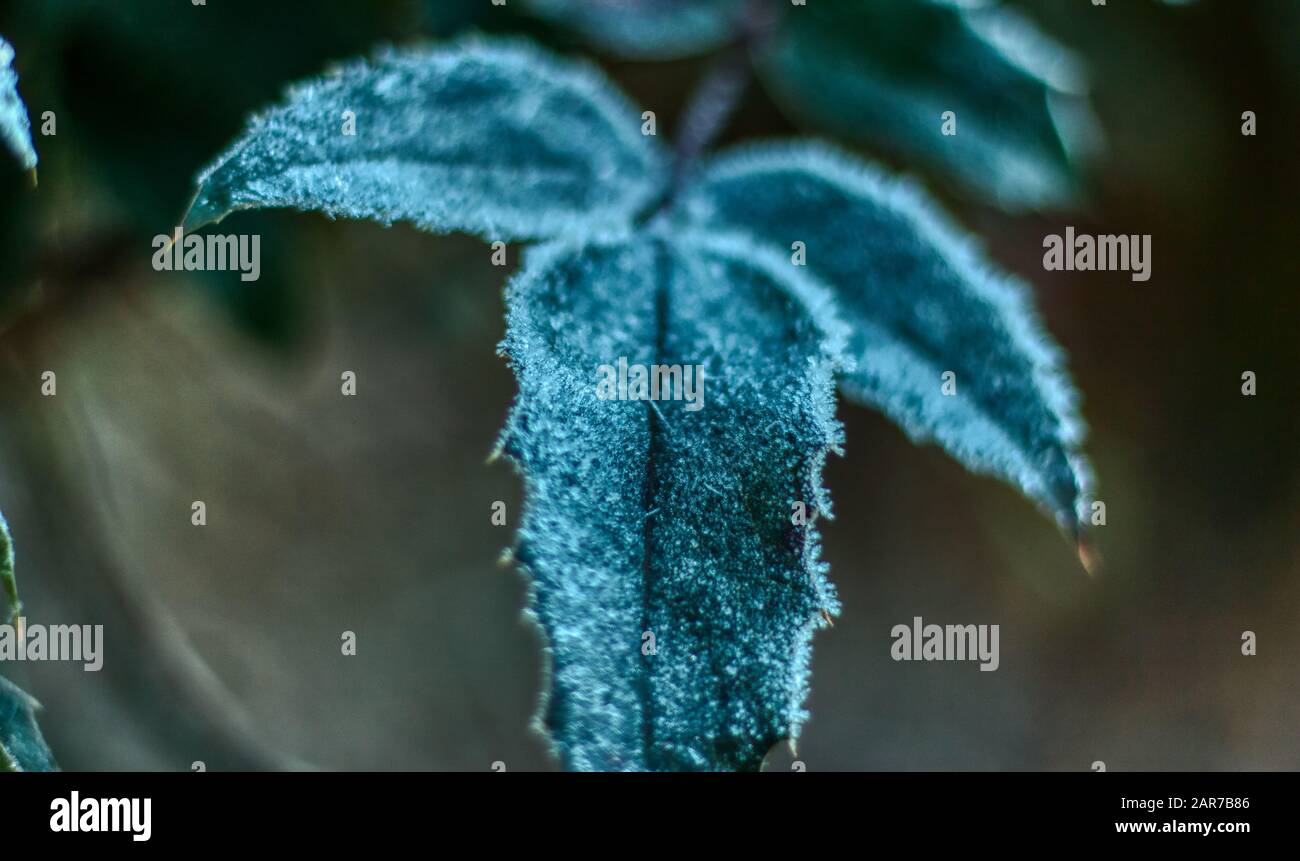 Detail des mattierten Blattes am Wintermorgen mit eisigen Bits und wunderschönem Bokeh Stockfoto
