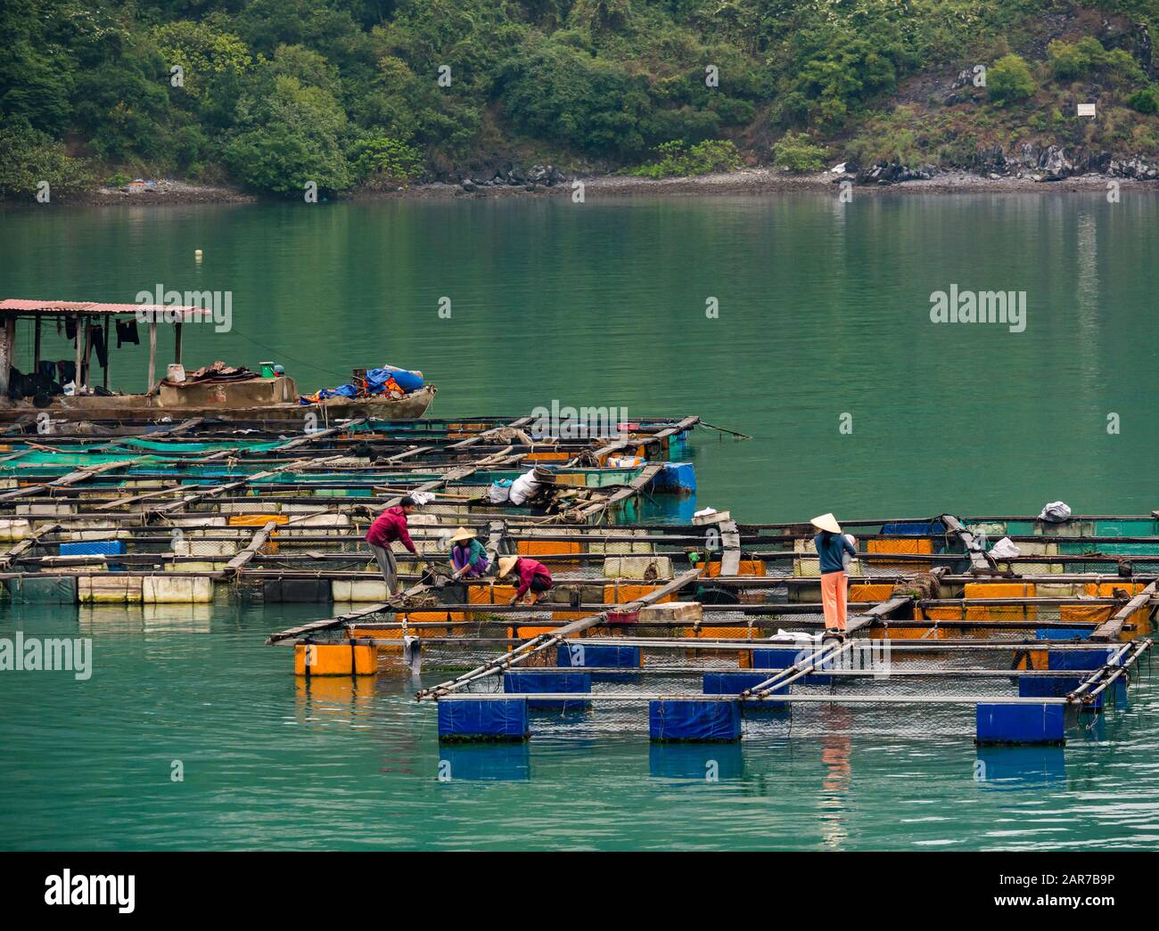 Vietnamesische Leute, die in einer Fischfarm, Lan ha Bay, Vietnam, Asien arbeiten Stockfoto