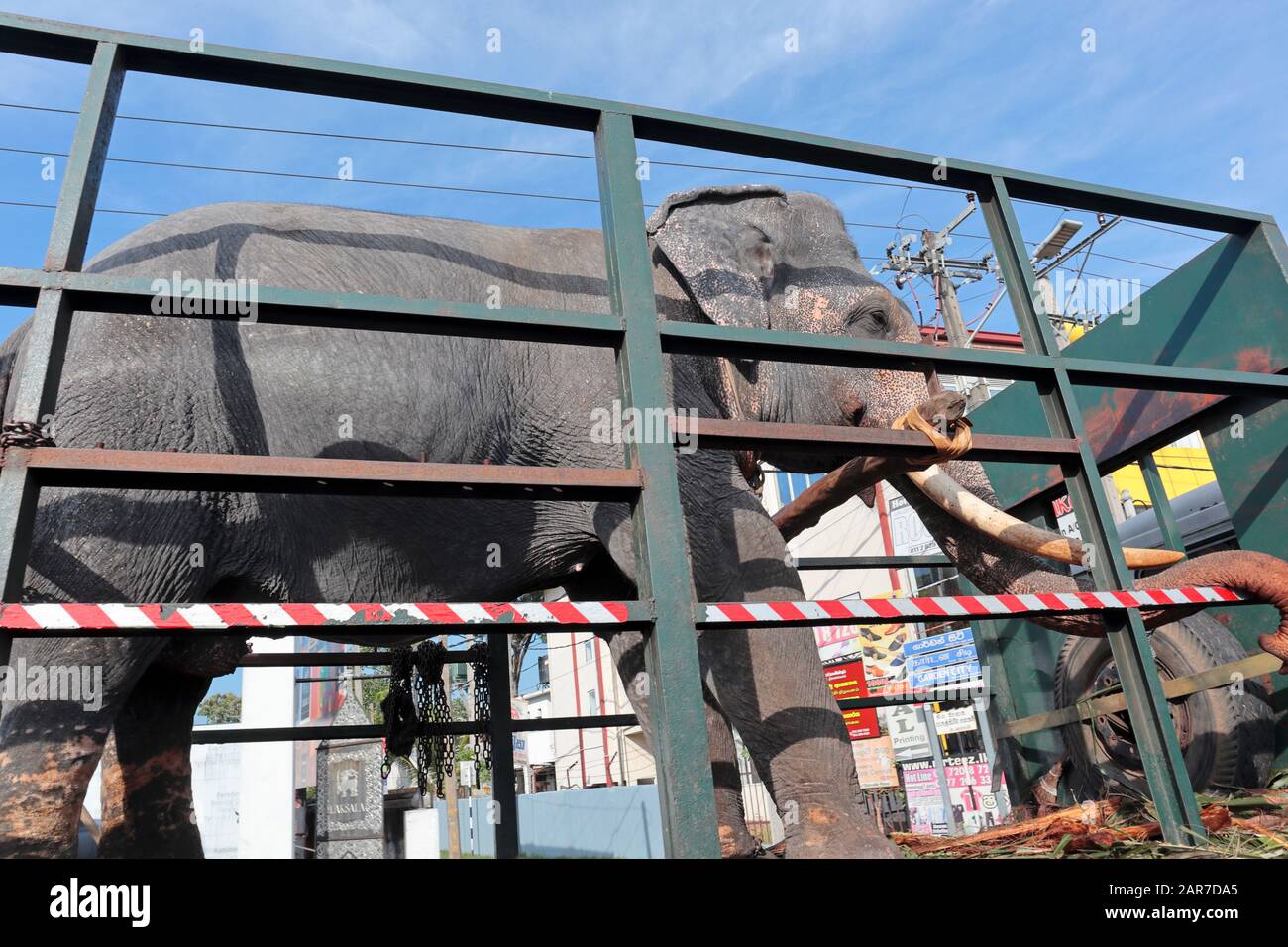 Ein indischer Elefant, der in einem offenen Lastwagen durch Colombo, Sri Lanka transportiert wird. Möglicherweise zu einem lokalen fest oder einer Veranstaltung. Stockfoto