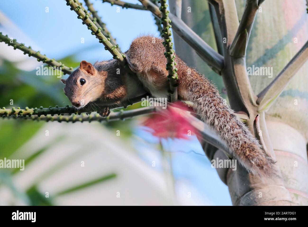 Indisches Palmenhörnchen - Funambulus palmarun Stockfoto