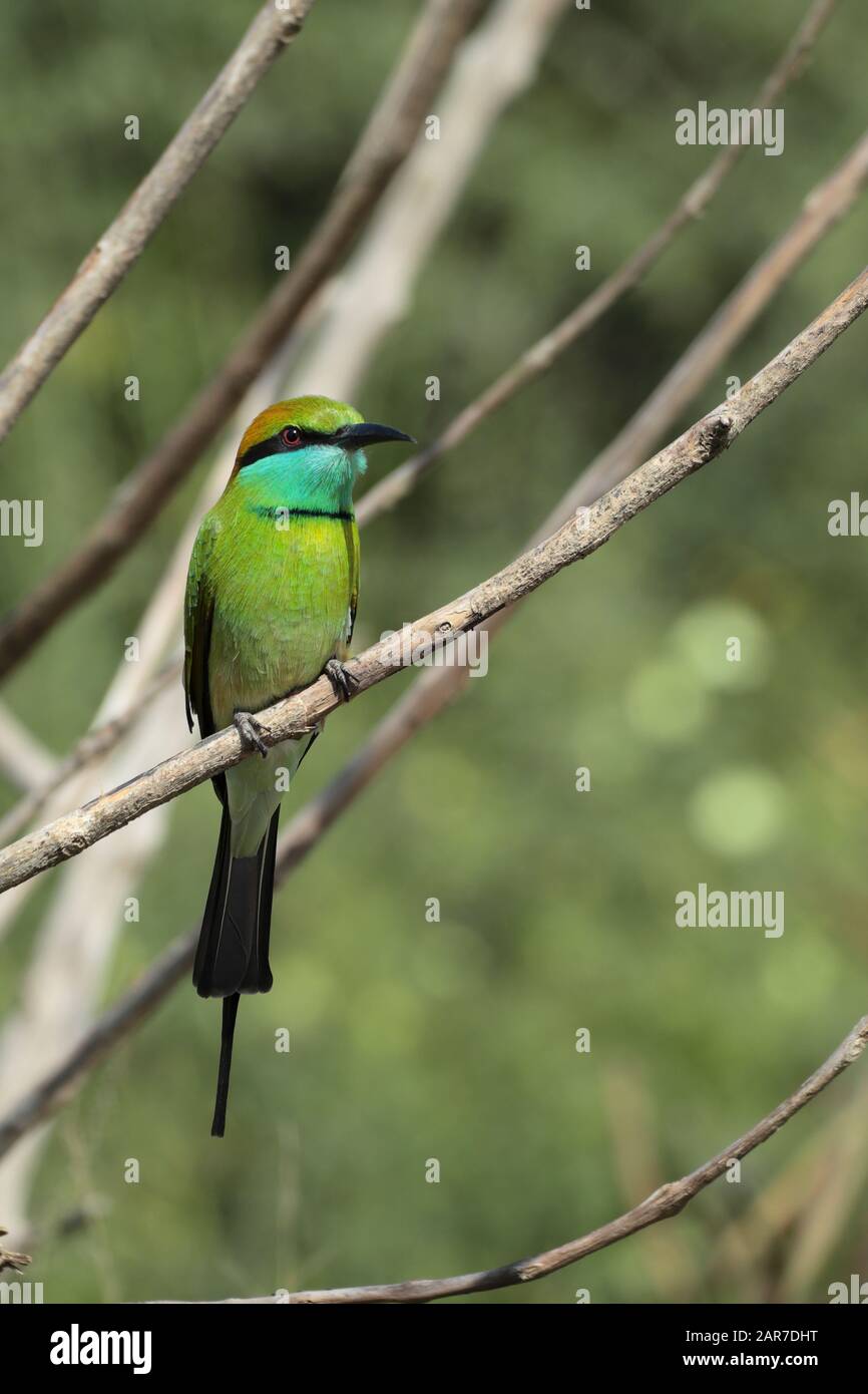 Grüne Biene-Esser - Merops Orientalis Stockfoto