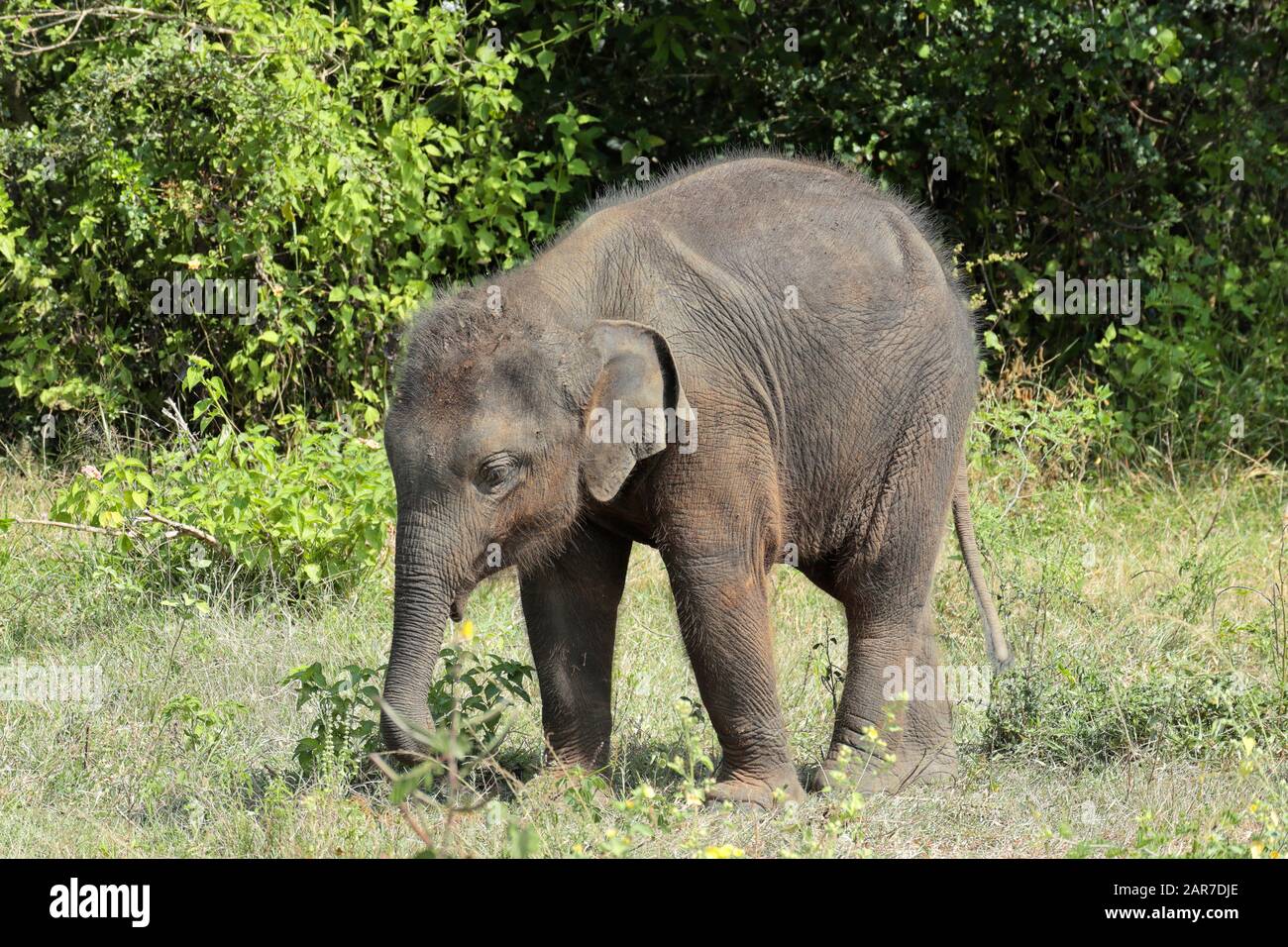 Ein indischer Elefant, der als Säugling weidet Stockfoto