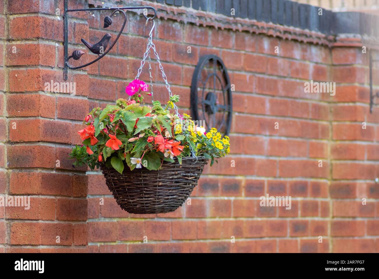 Hängender Blumenkorb an der Ziegelwand im Garten Stockfoto