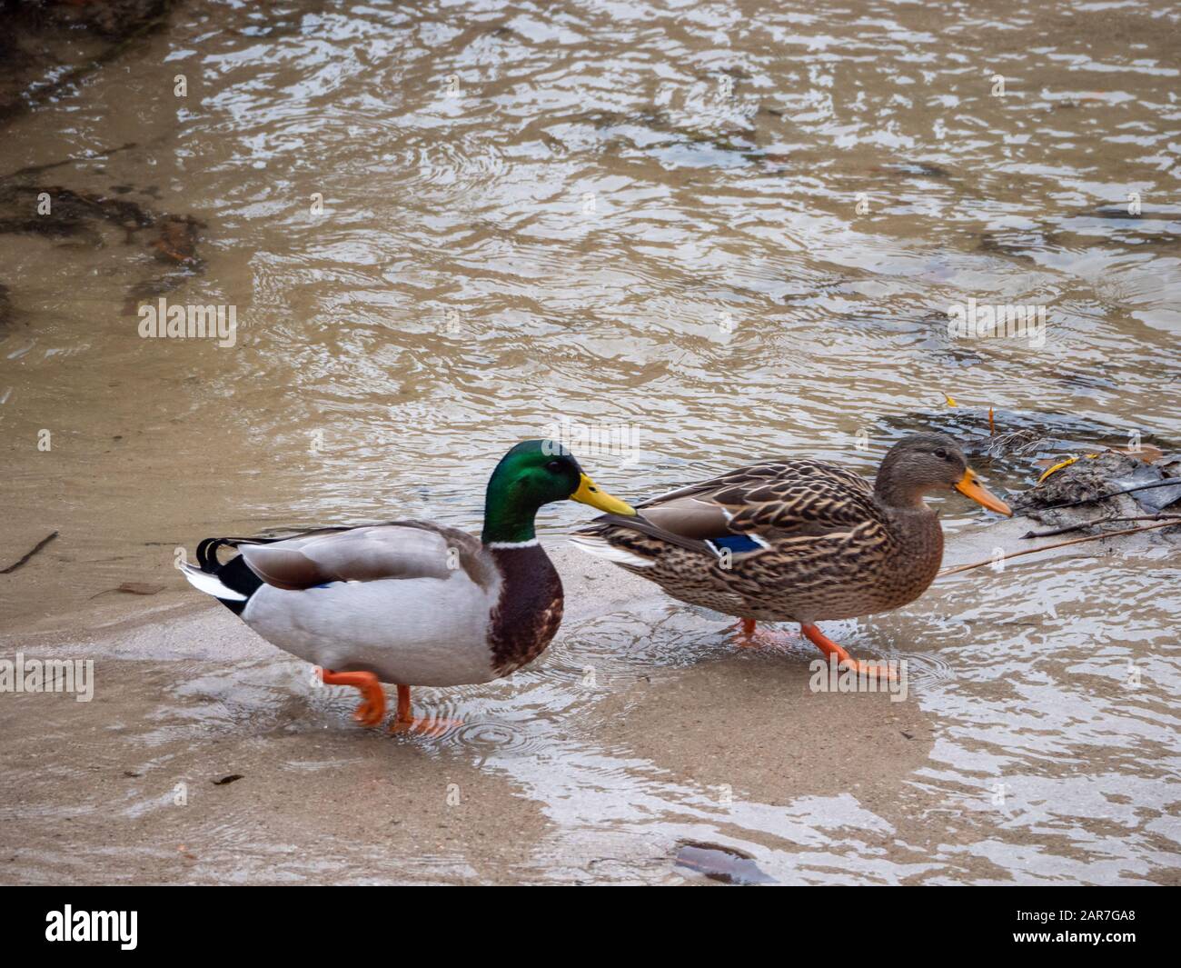 Ente im Fluss Manzanares erholte sich in der Stadt Madrid wegen Funa und Flora Stockfoto