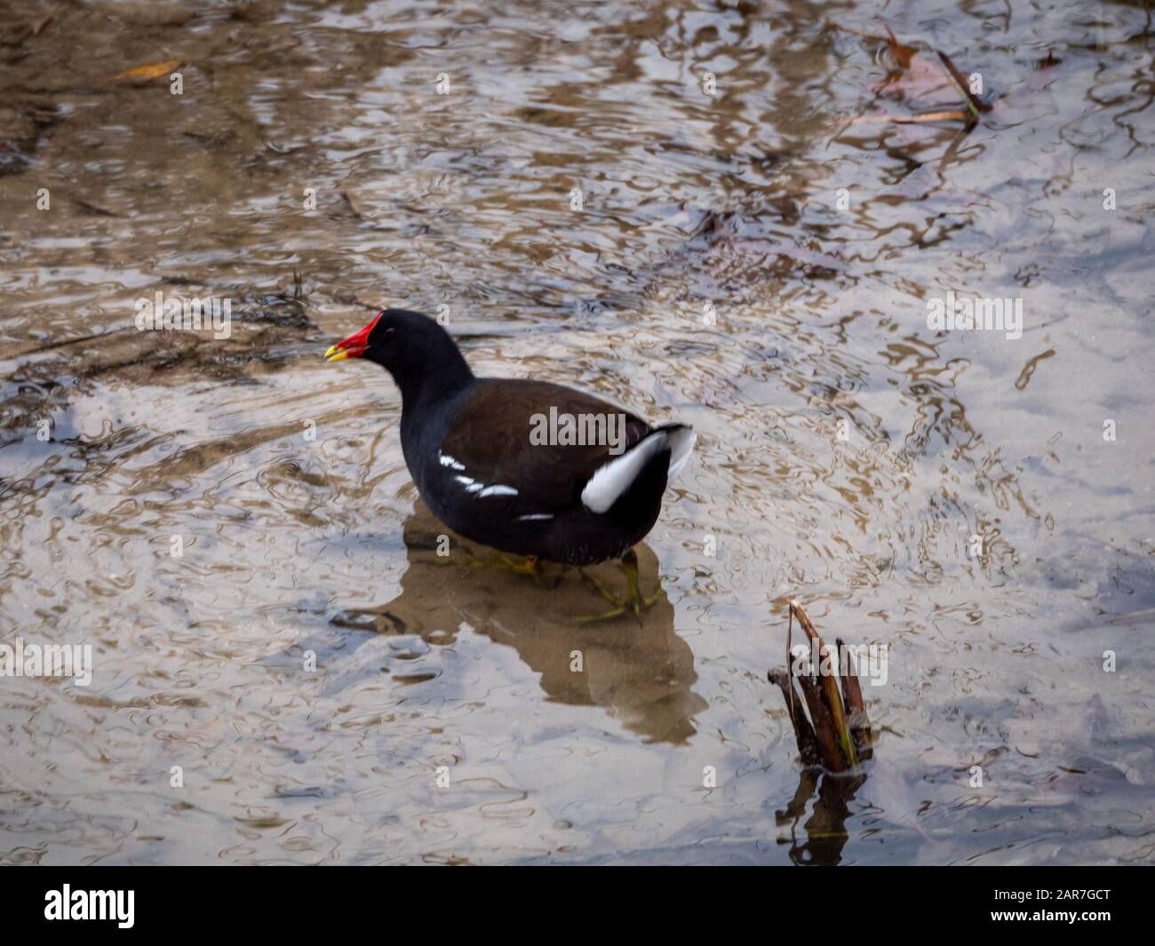 Der rotbecherte Vogel namens Gallienta lebt im Fluss von Madrid Stockfoto