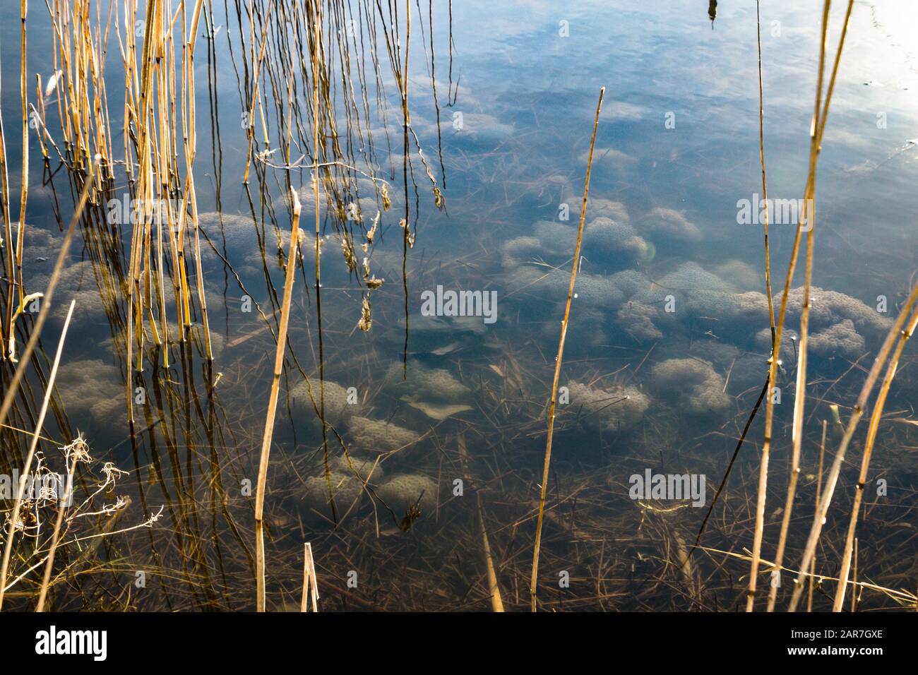 Klumpen von Frogspawn (Rana temporaria) in den Untiefen eines großen Teiches, Falkirk, Schottland, Großbritannien Stockfoto