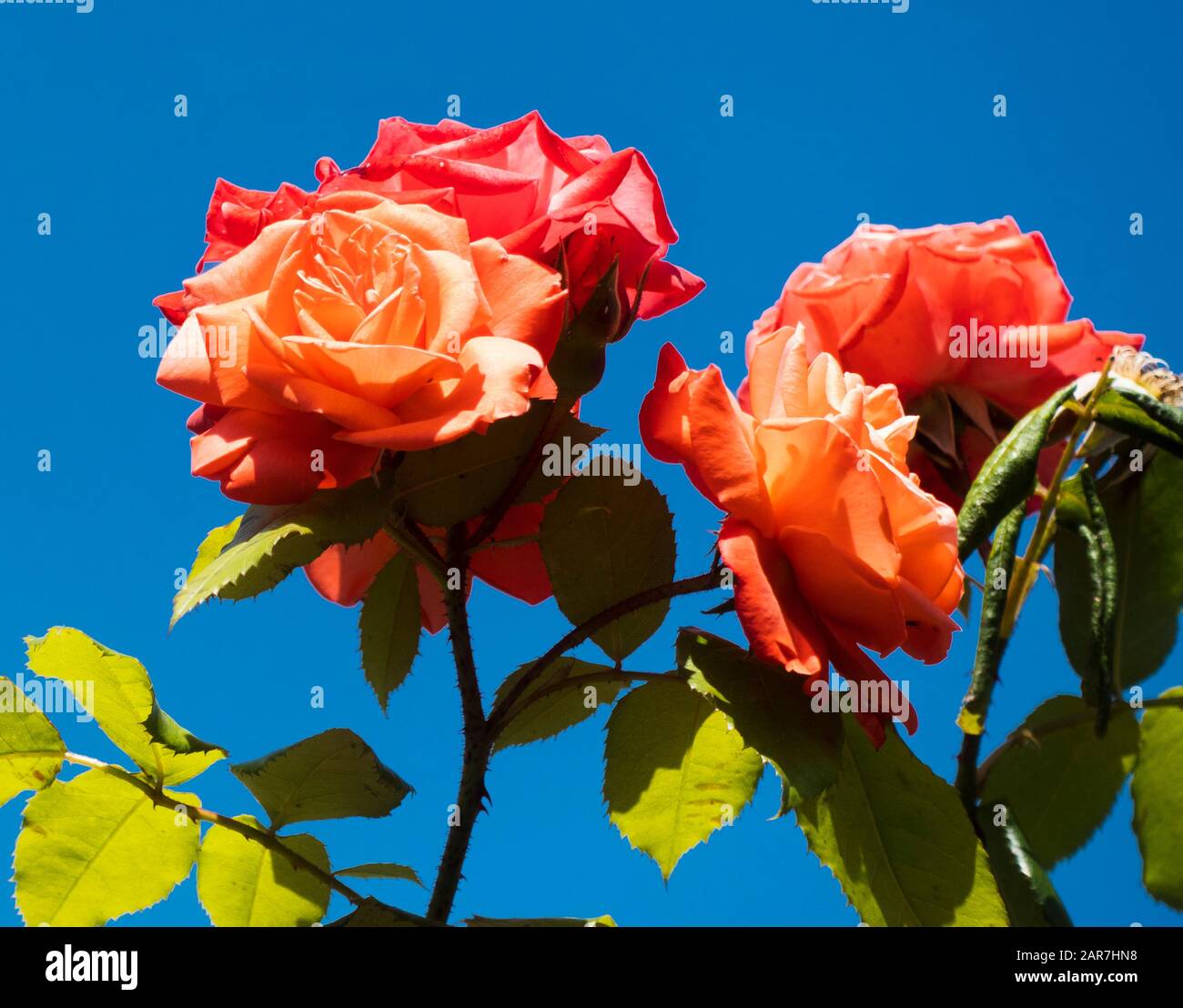 Rote Rosen vor blauem Himmel Stockfoto