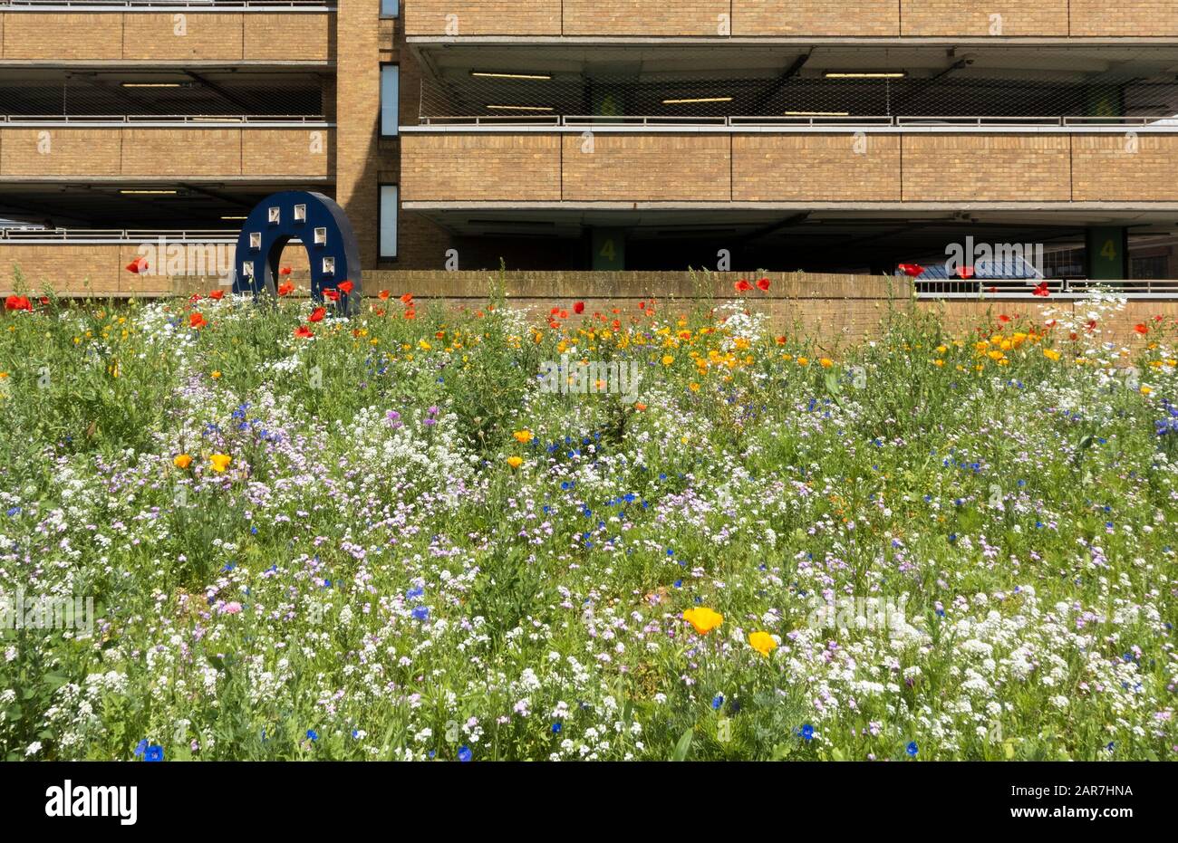 Der urbane Wildblumengarten in voller Blüte vor dem Queensgate Car Park and Shopping Centre, Juni 2019 Stockfoto