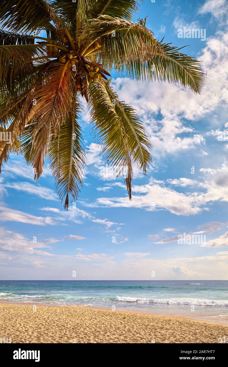 Tropischer Strand mit Kokospalme bei Sonnenuntergang, Sommerferienkonzept. Stockfoto