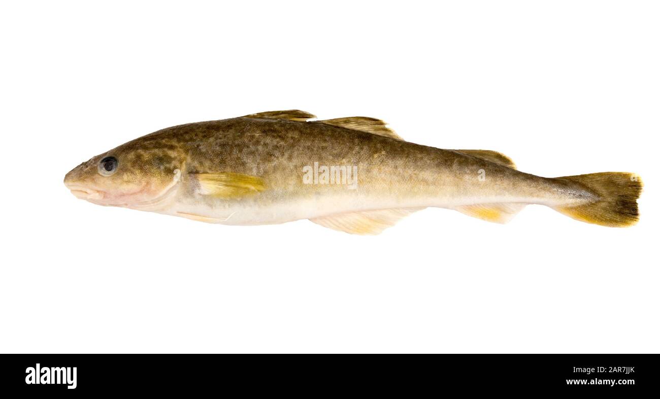Frischer Rohfisch isoliert auf weißem Hintergrund. Salzwasserfisch. Navaga-Fisch. Safran-Kabeljau. Fisch aus dem japanischen Meer. Pazifischer Ozean. Stockfoto