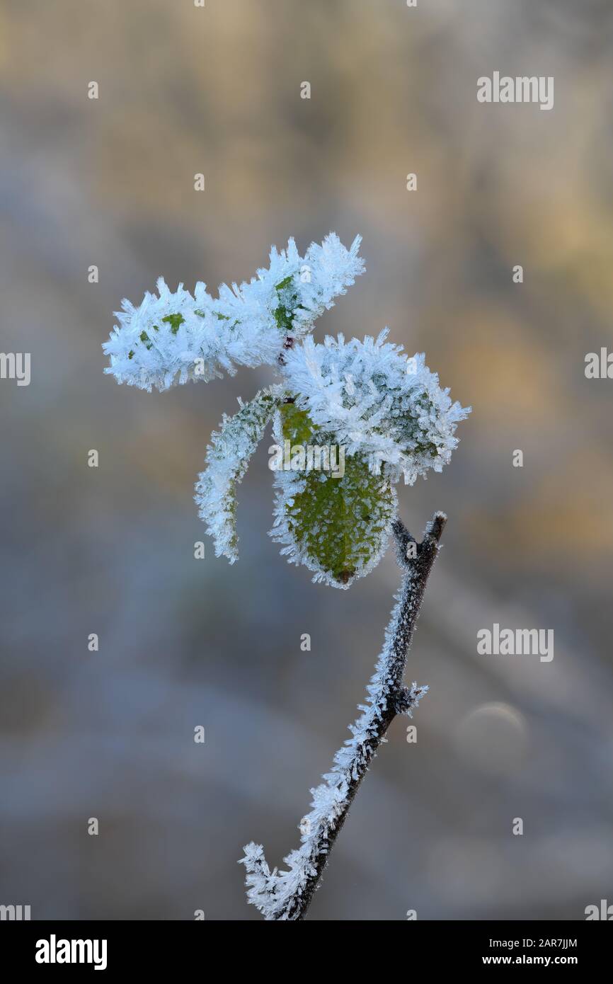 Detailliertes Bild von horriertem Frost auf der Anlage mit einem Hintergrund, der nicht im Fokus steht. Stockfoto