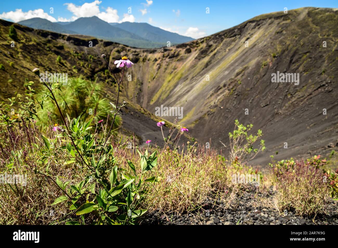 Rosa Gänseblümchen Blume wächst auf dem Rücken eines Vulkankraters Caldera, Paricutin, Mexiko Stockfoto