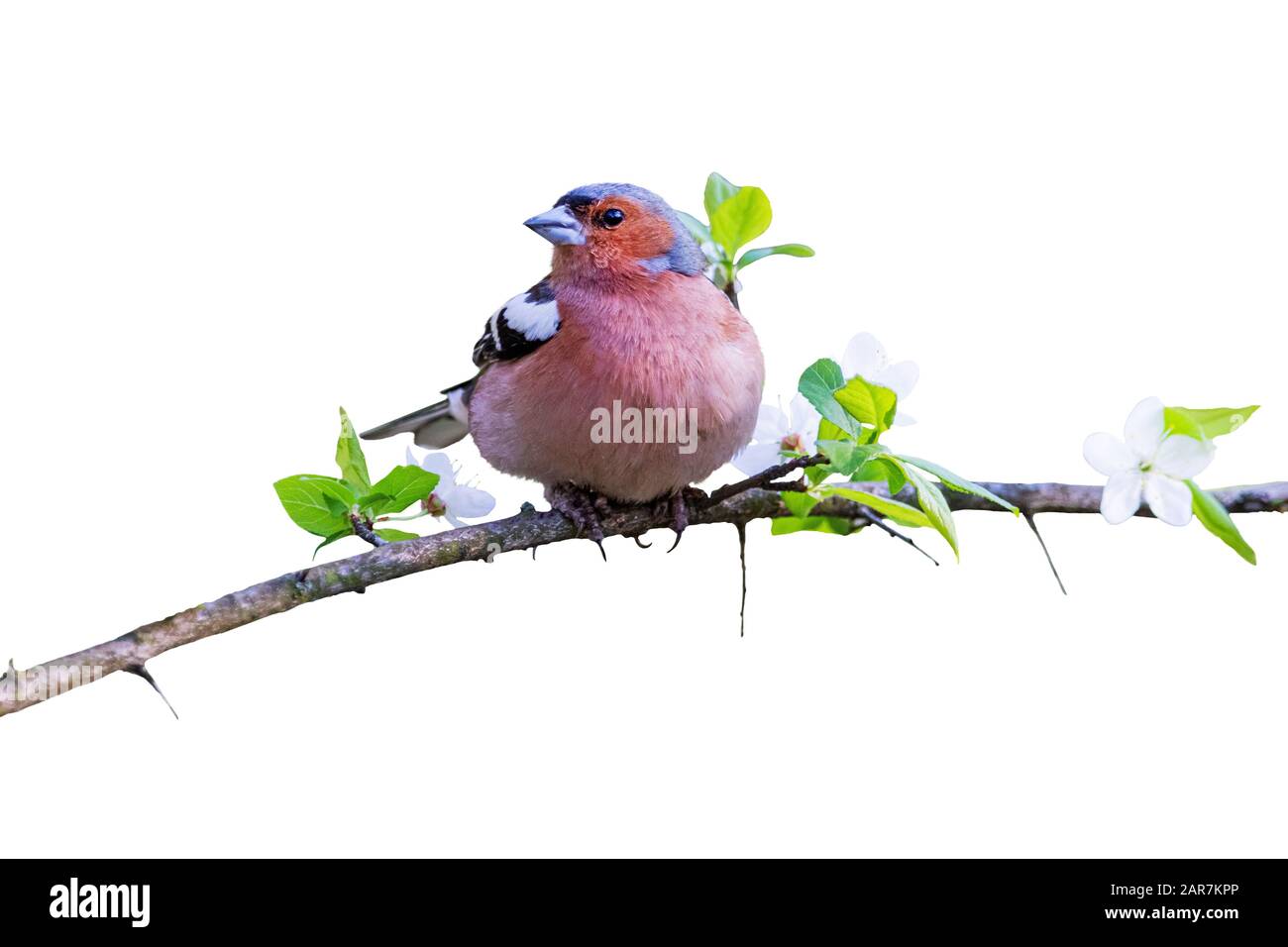 Auf einem Ast in apfelblüten auf Weiß isoliert Stockfoto