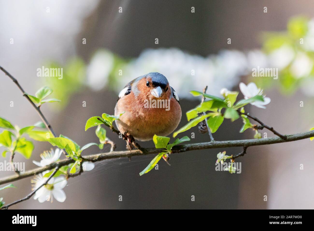 Finch unter den Frühlingsblumen an einem Ast Stockfoto