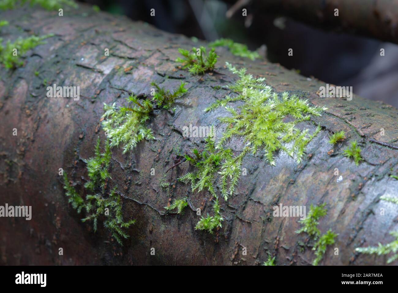Dicranella heteromalla Moos wächst auf dem Ast im Wald Stockfoto